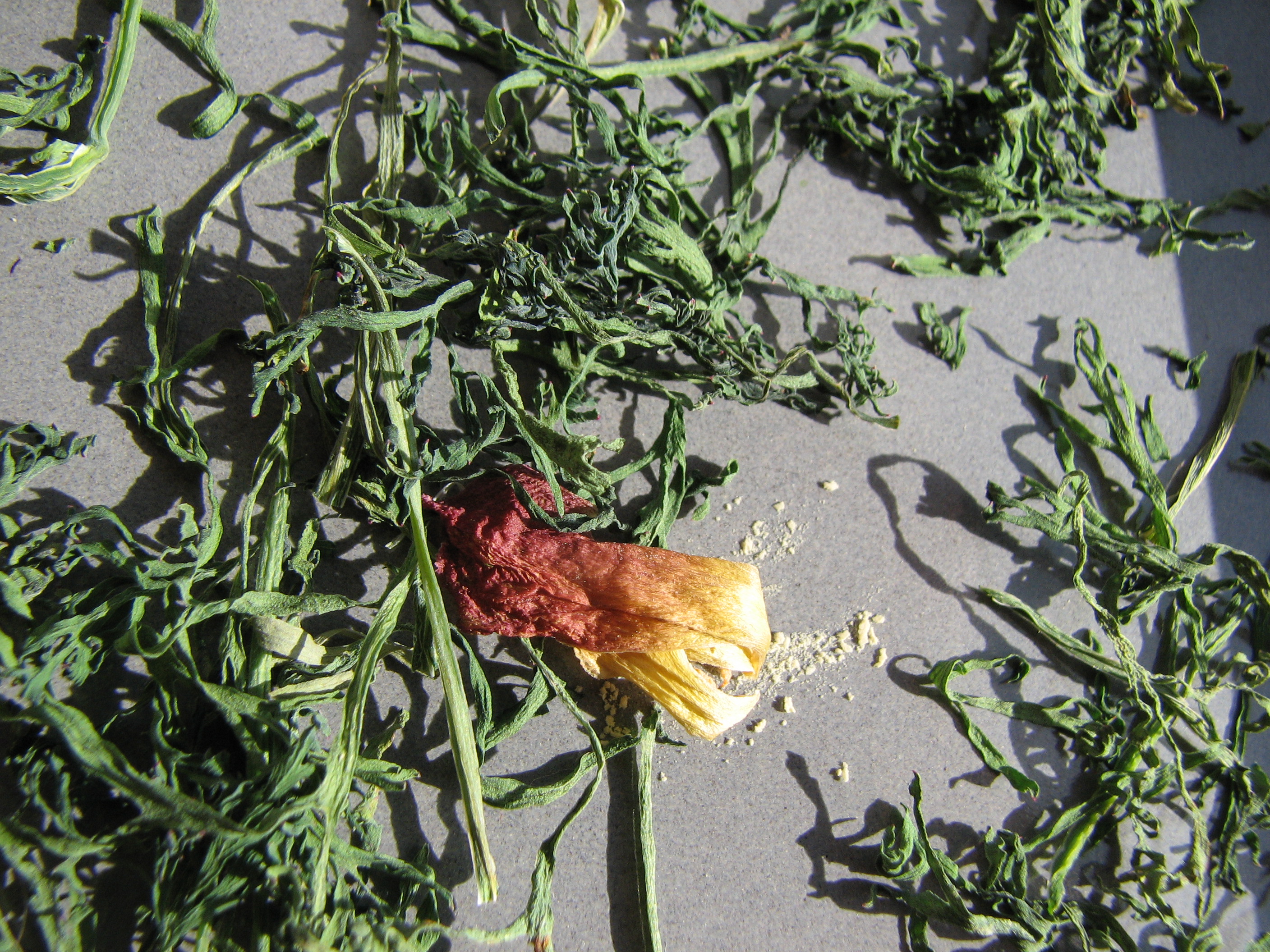 Goldmohn