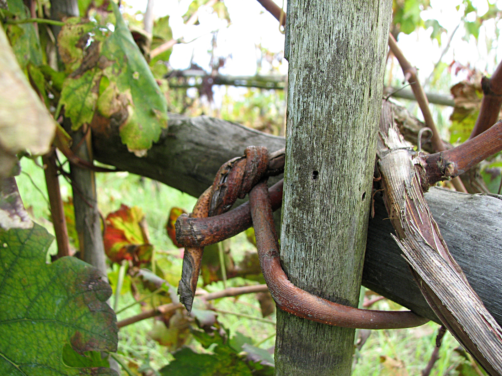 Weinrebe
