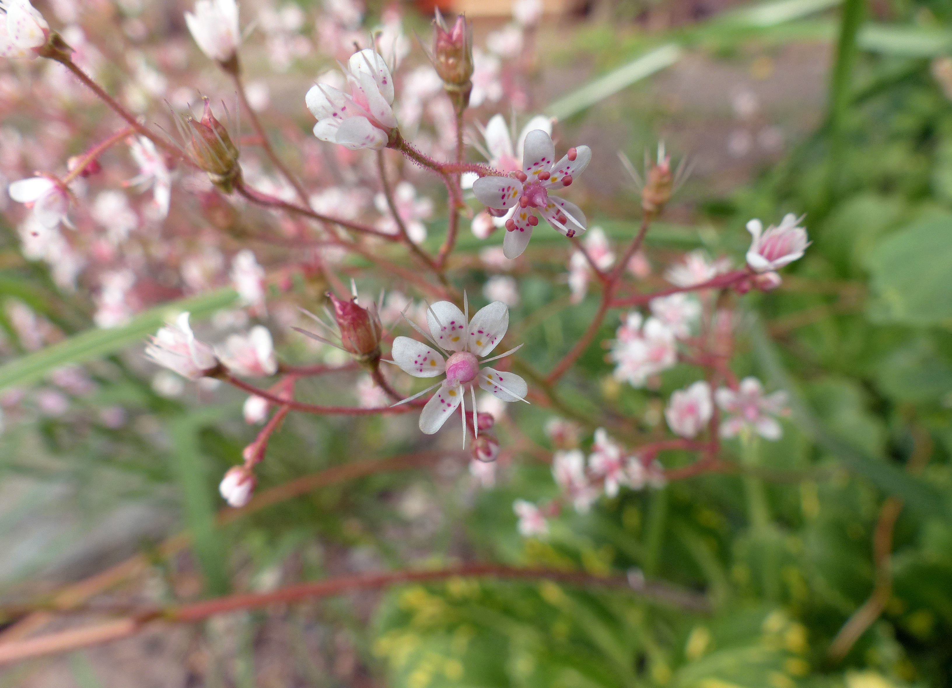 Porzellanblümchen