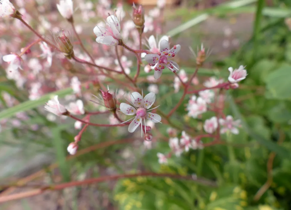 Porzellanblümchen