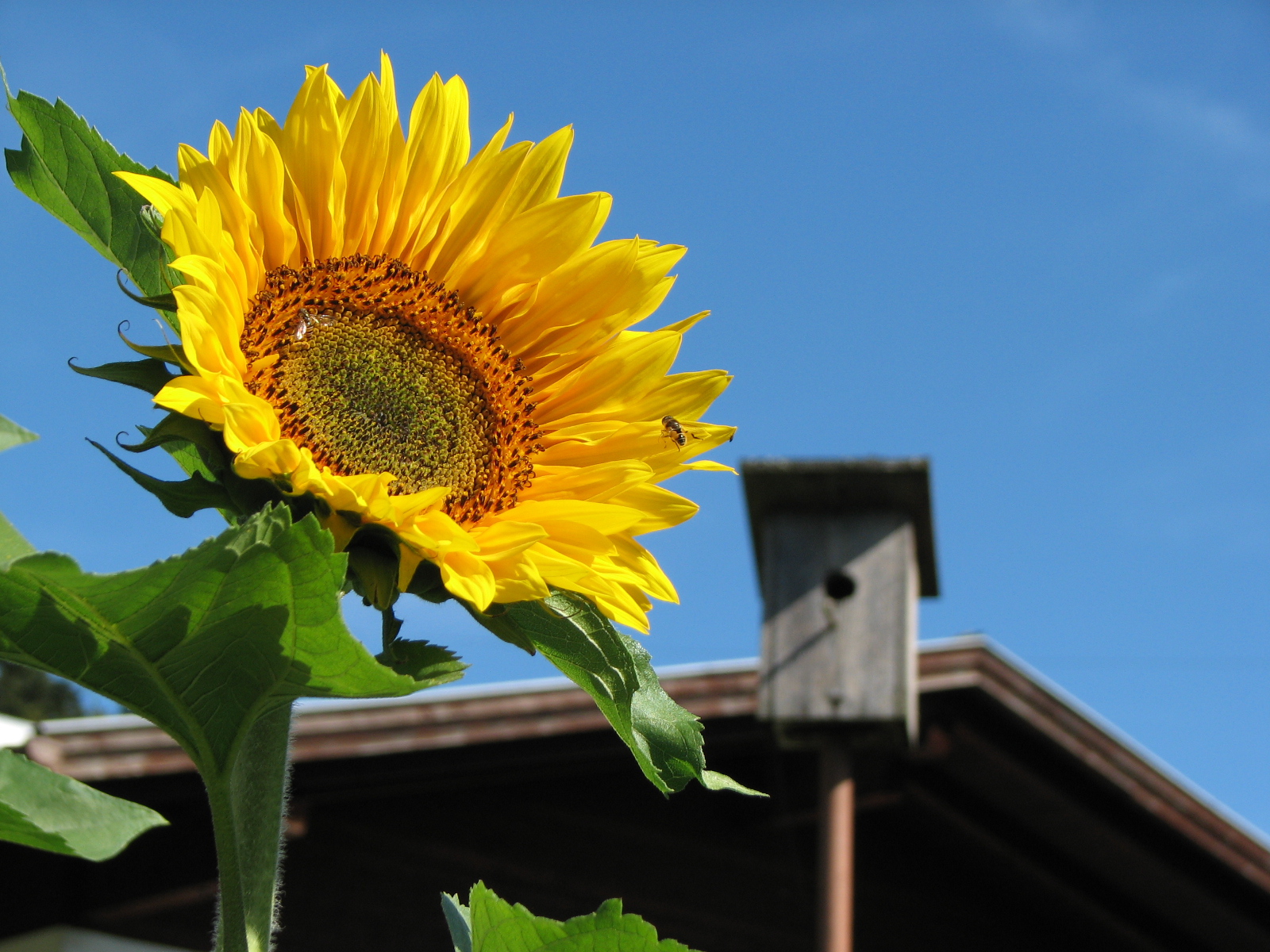Sonnenblume