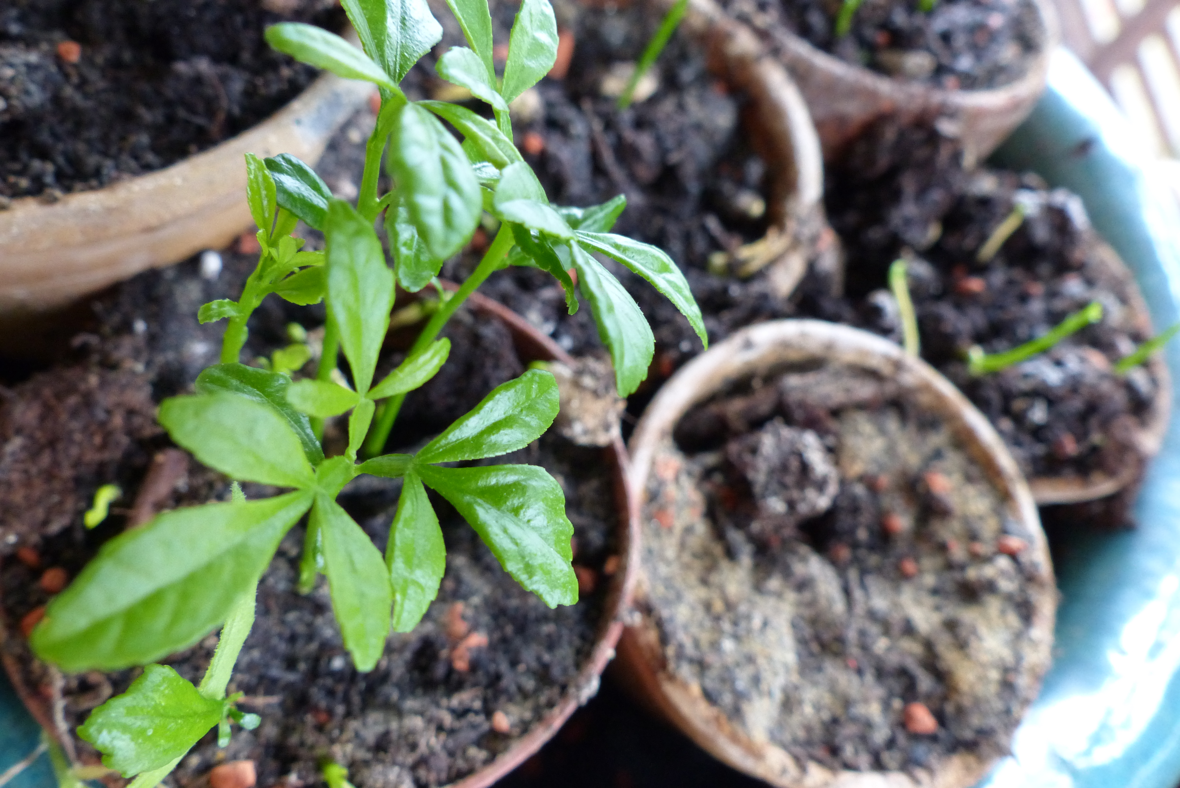 Dreiblättrige Orange