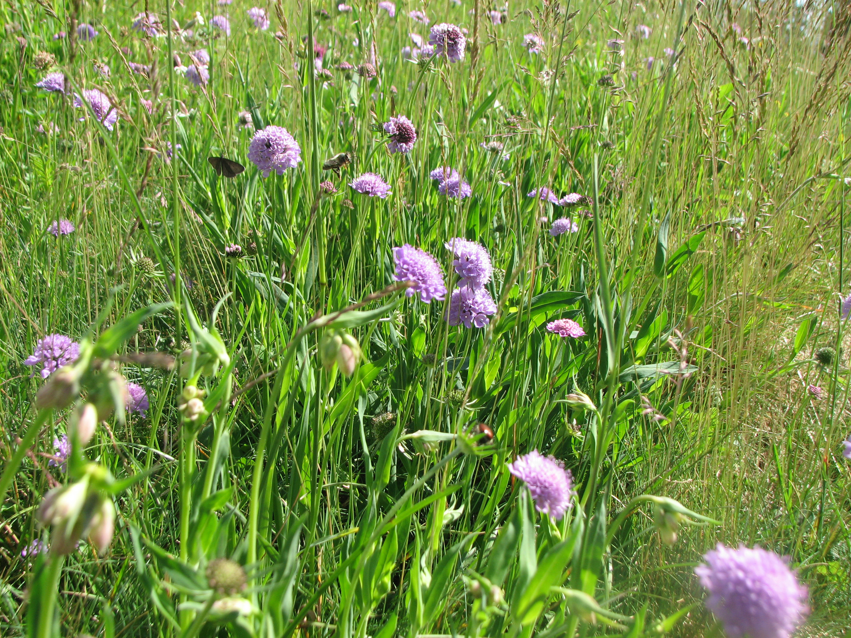 Wiesenwitwenblume