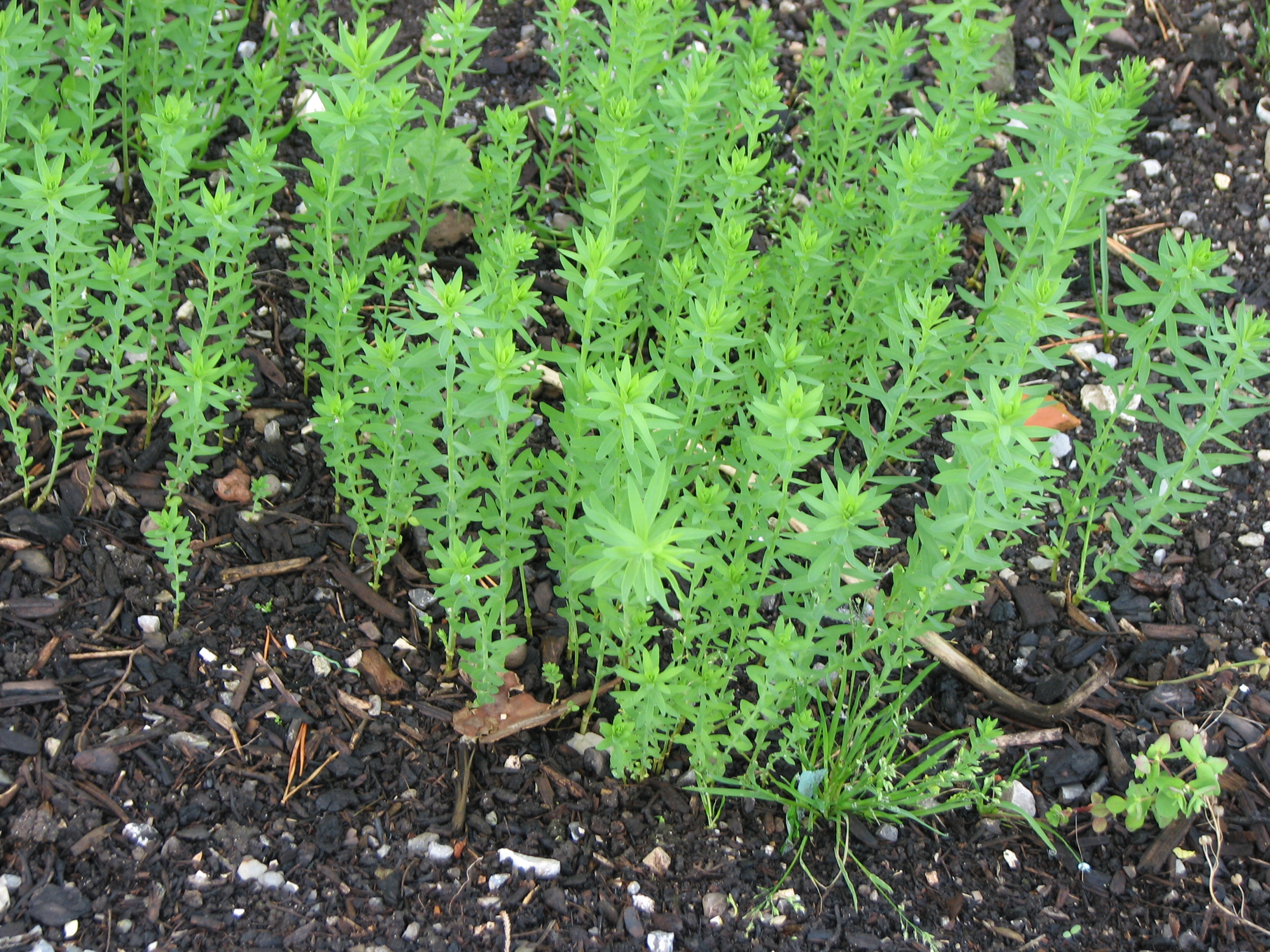 Echter Lein