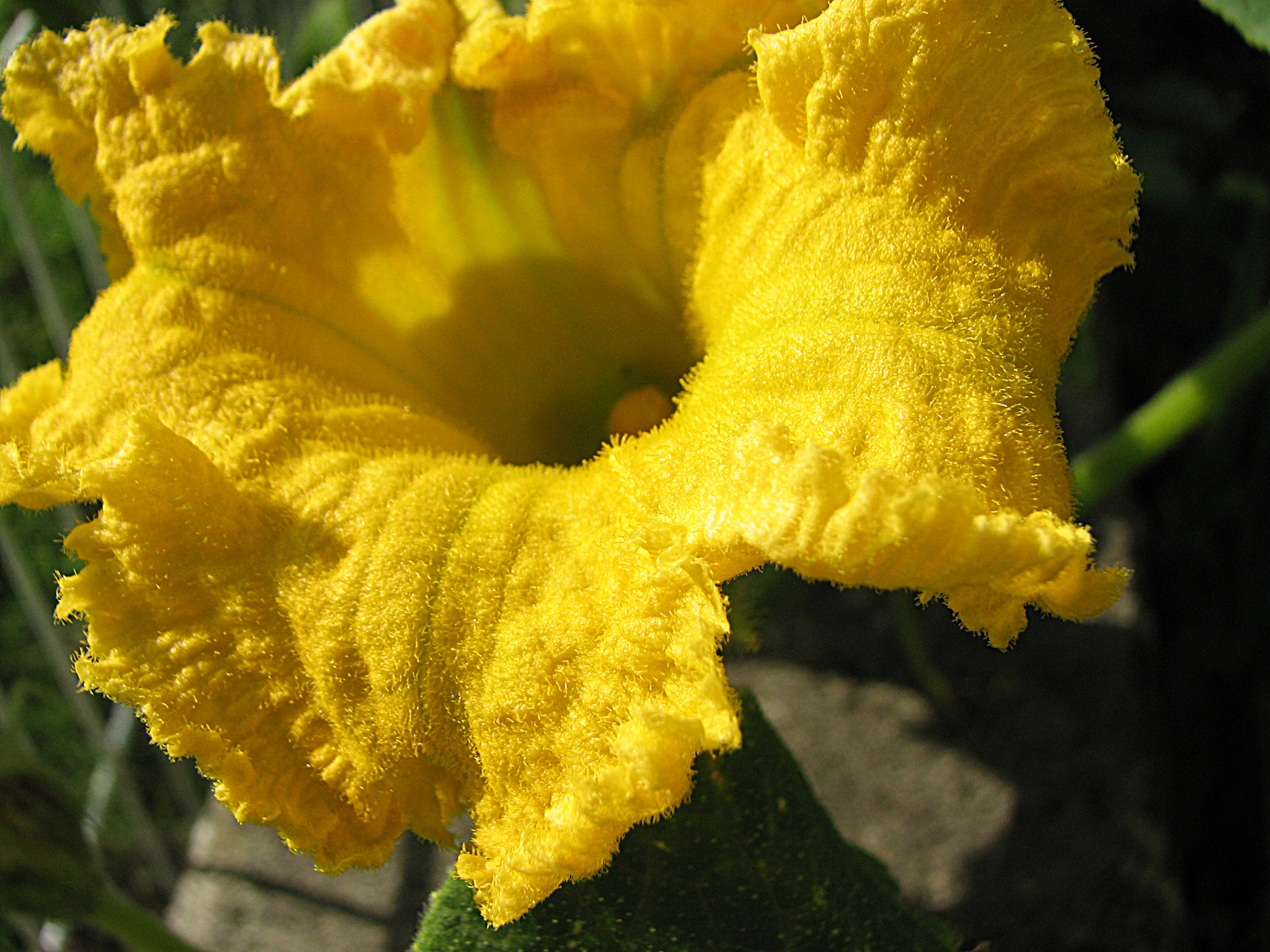 Moschuskürbis