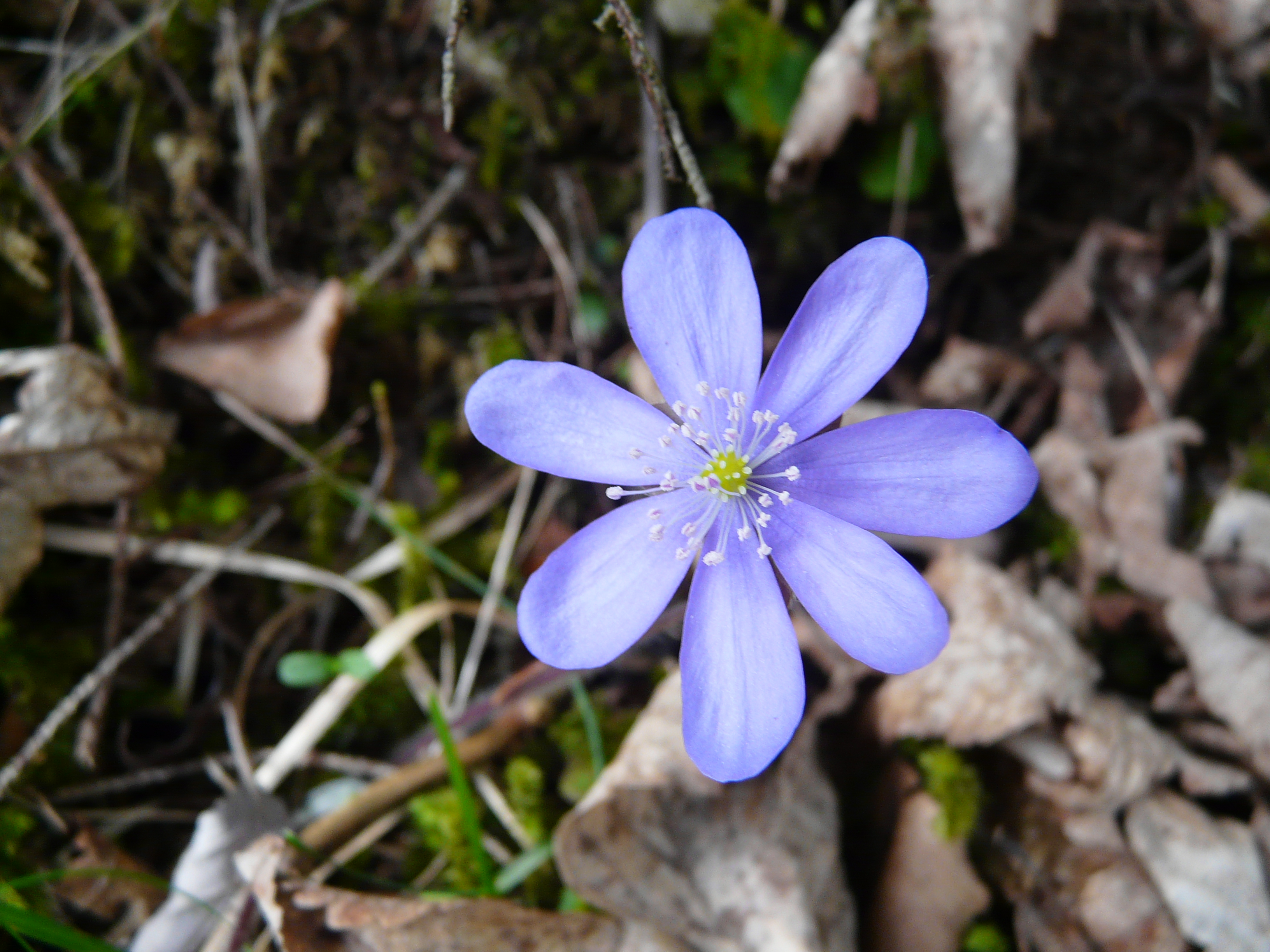 Leberblümchen