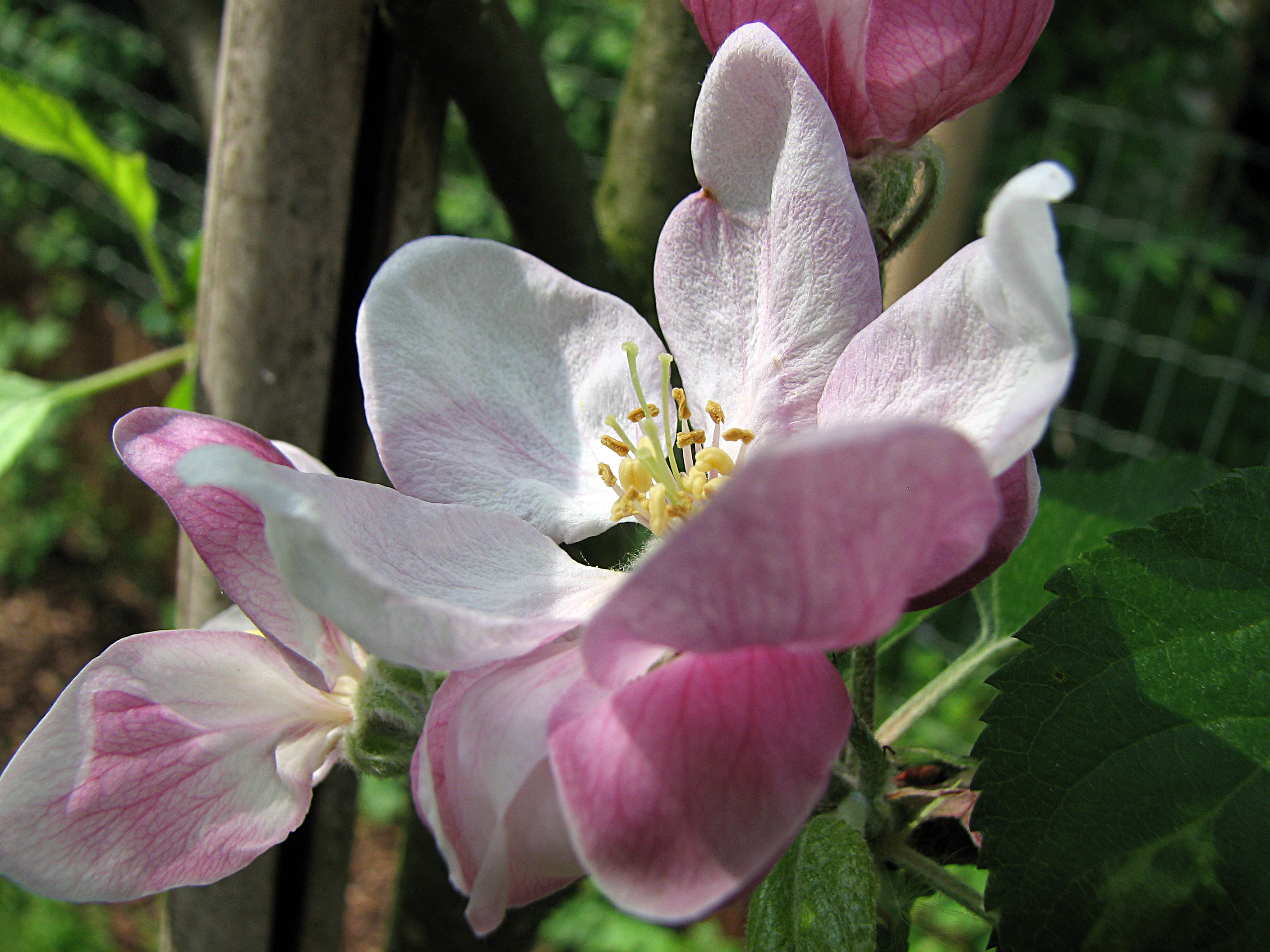 Apfel
