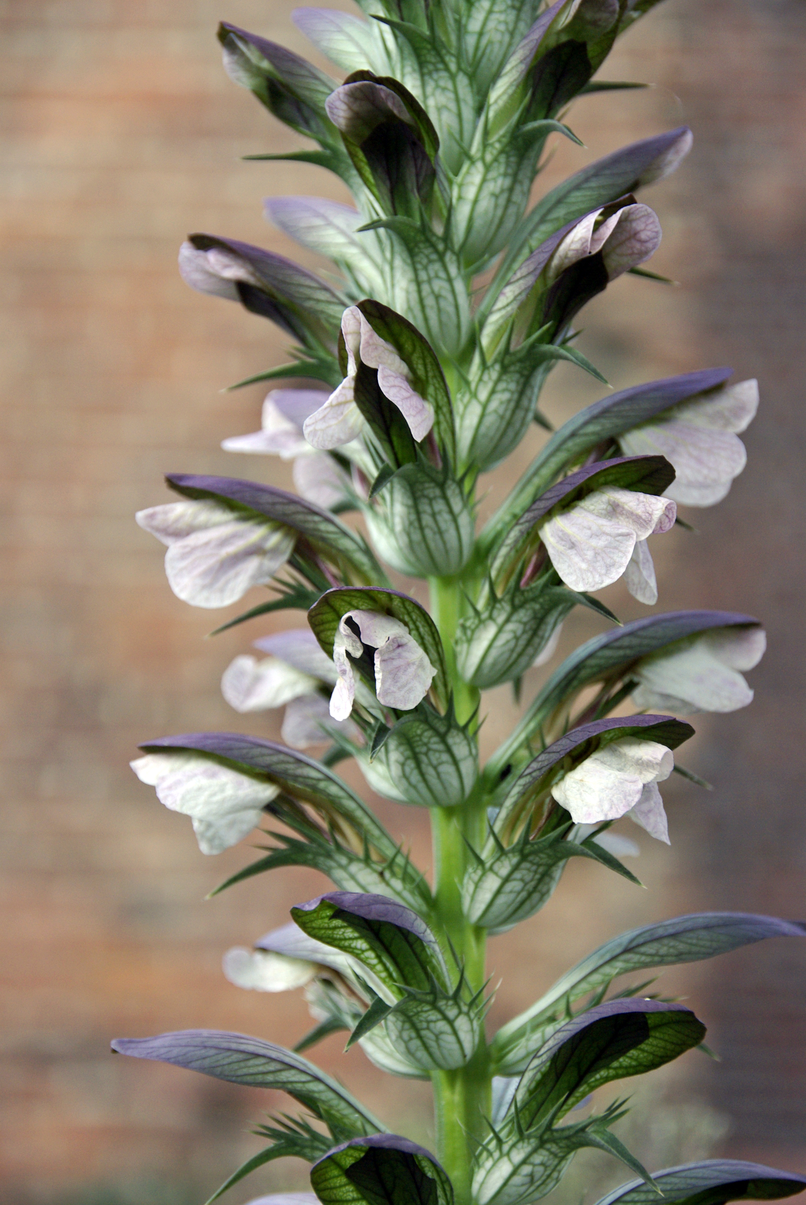 Akanthus