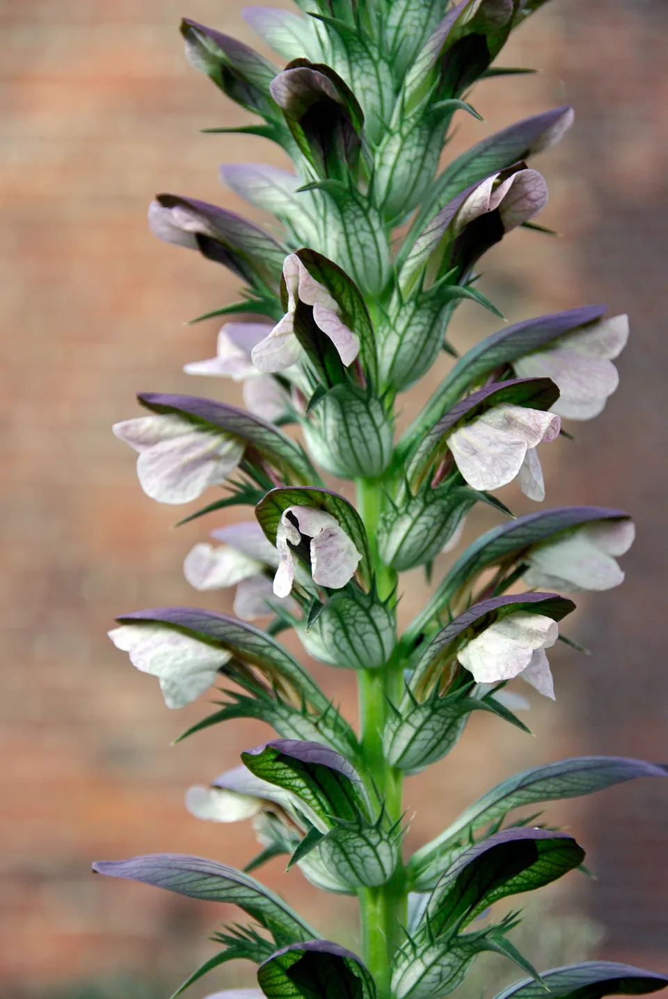 Akanthus