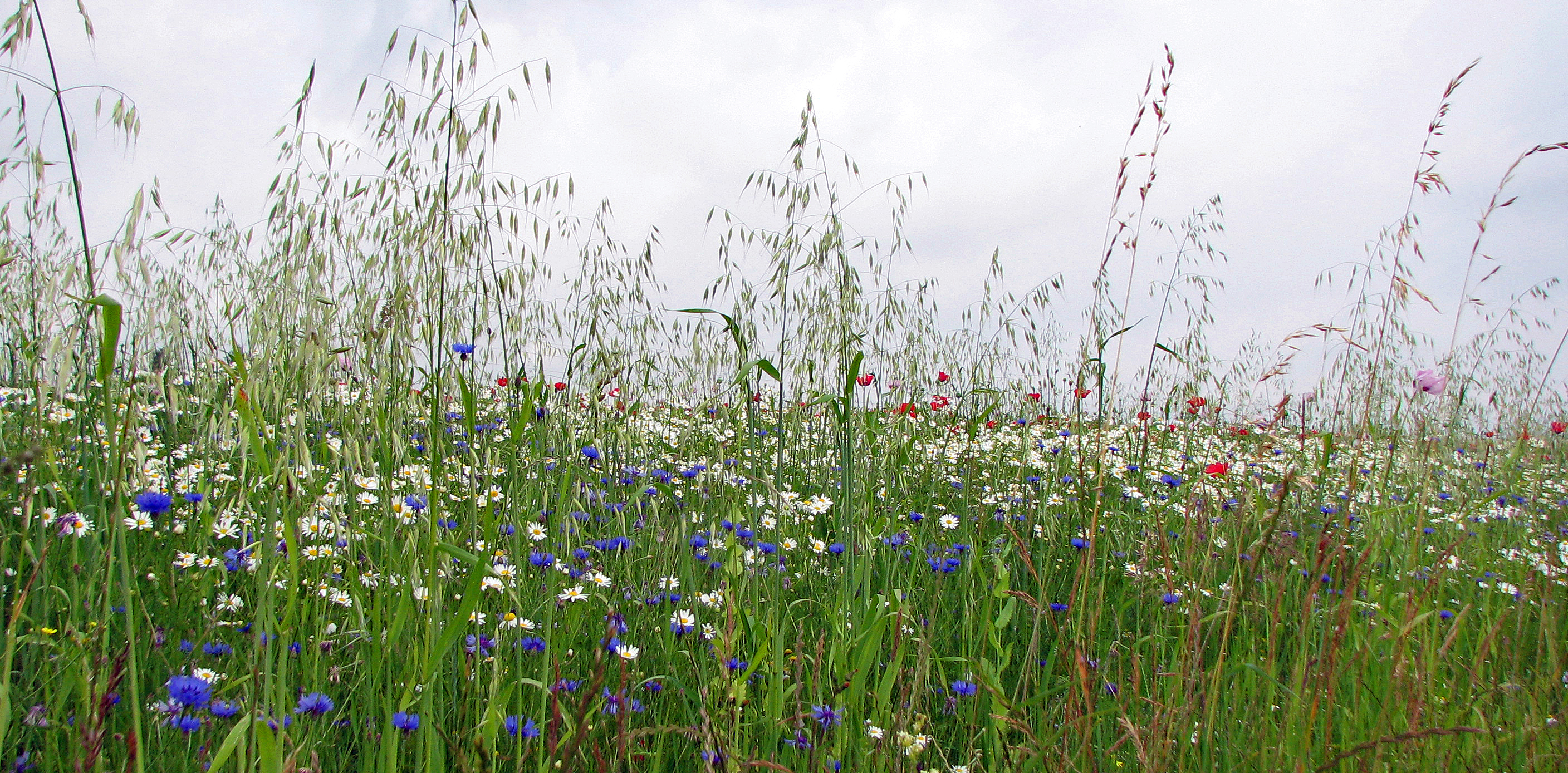 Kornblume