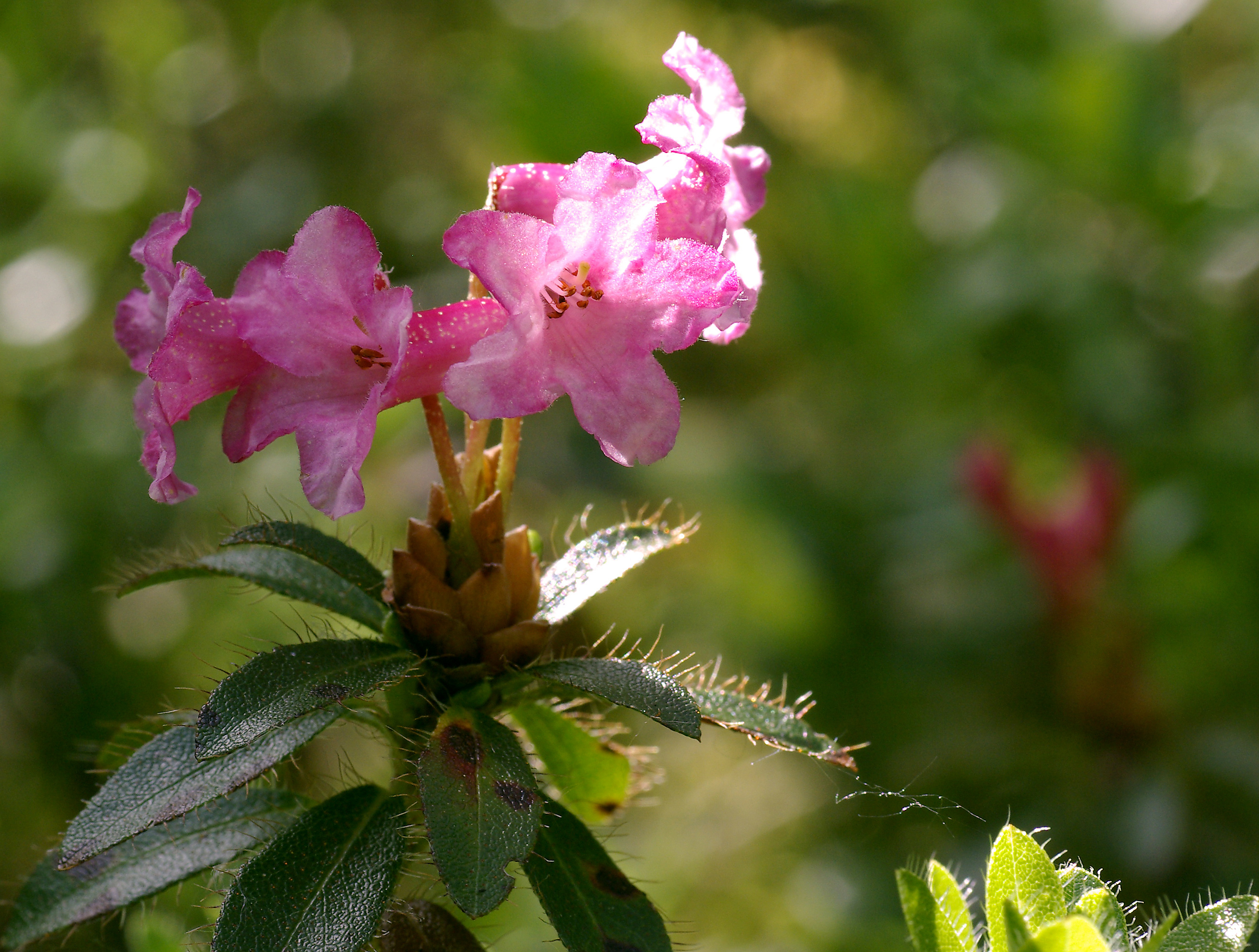 Bewimperte Alpenrose