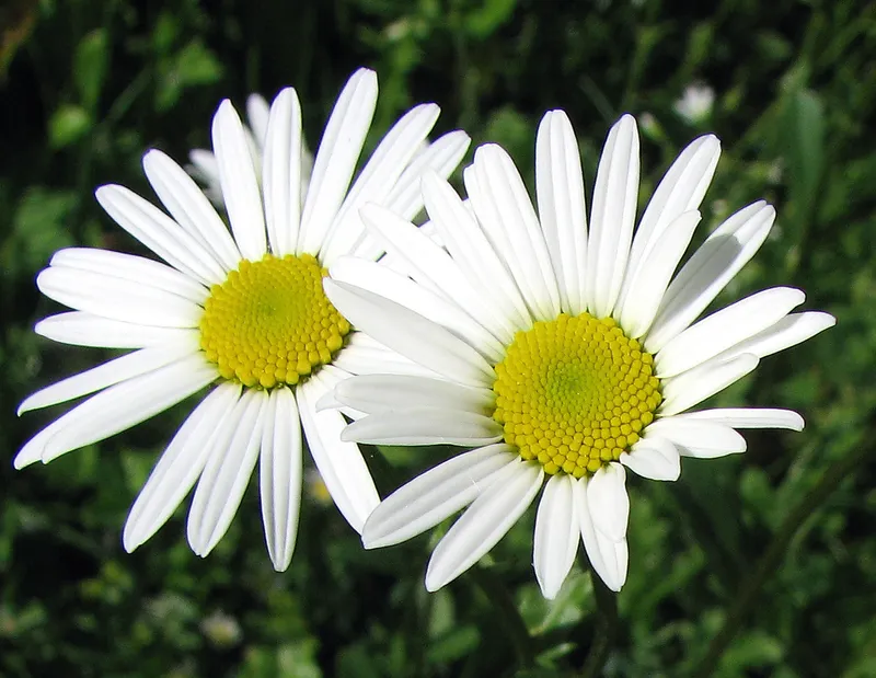 Anbau und Pflege einer Blumenwiese