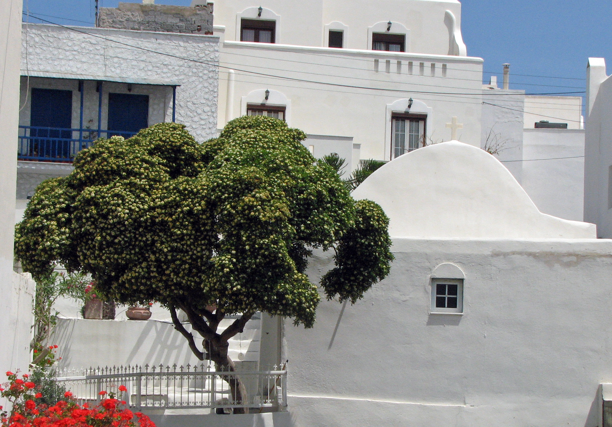 Chinesischer Klebsame