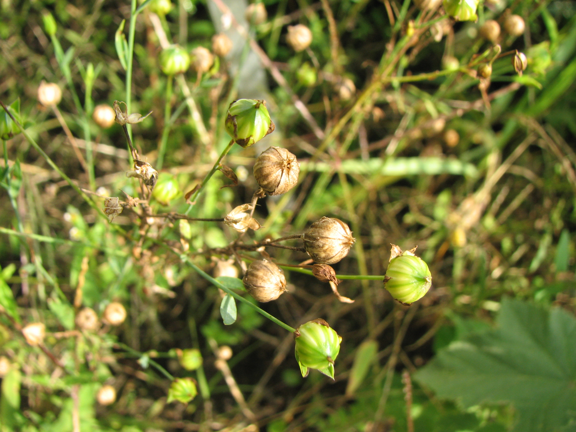Echter Lein