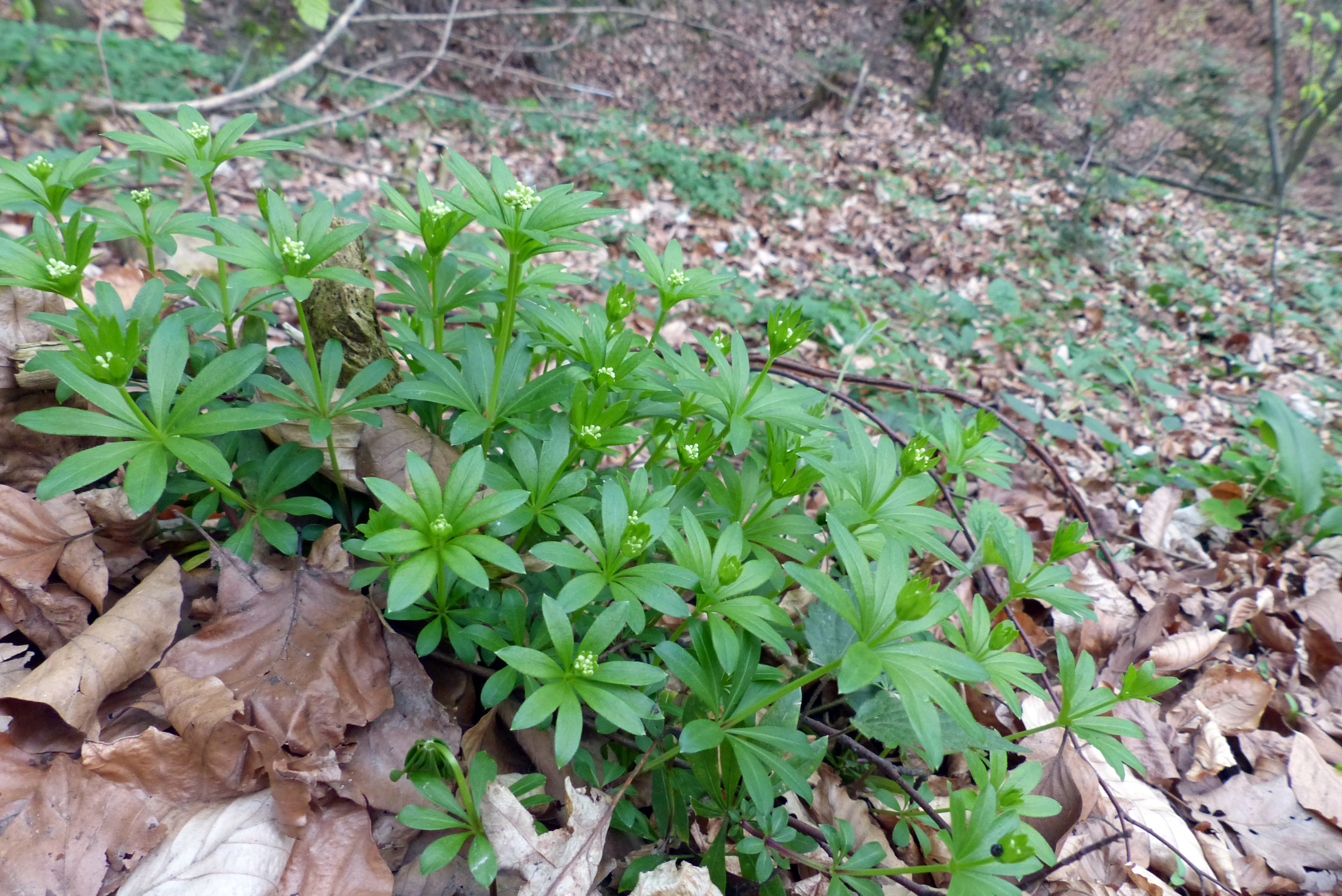 Waldmeister