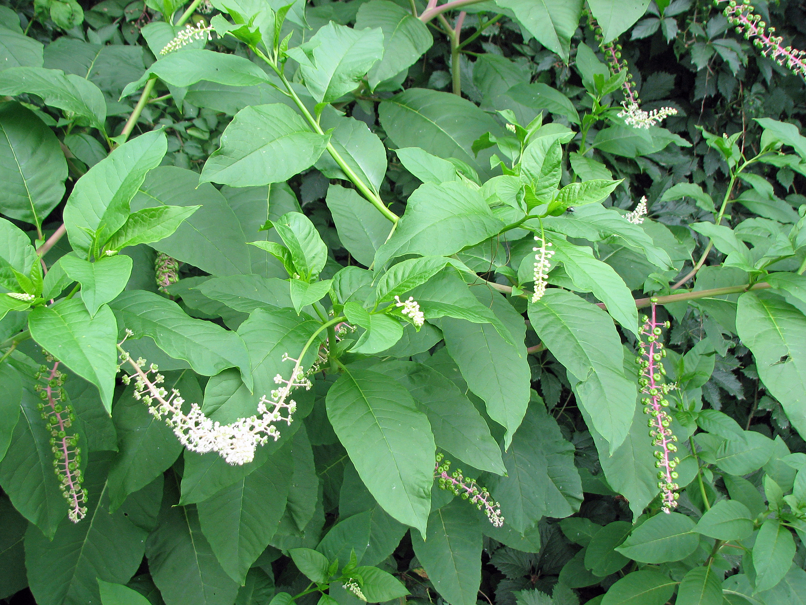 Amerikanische Kermesbeere