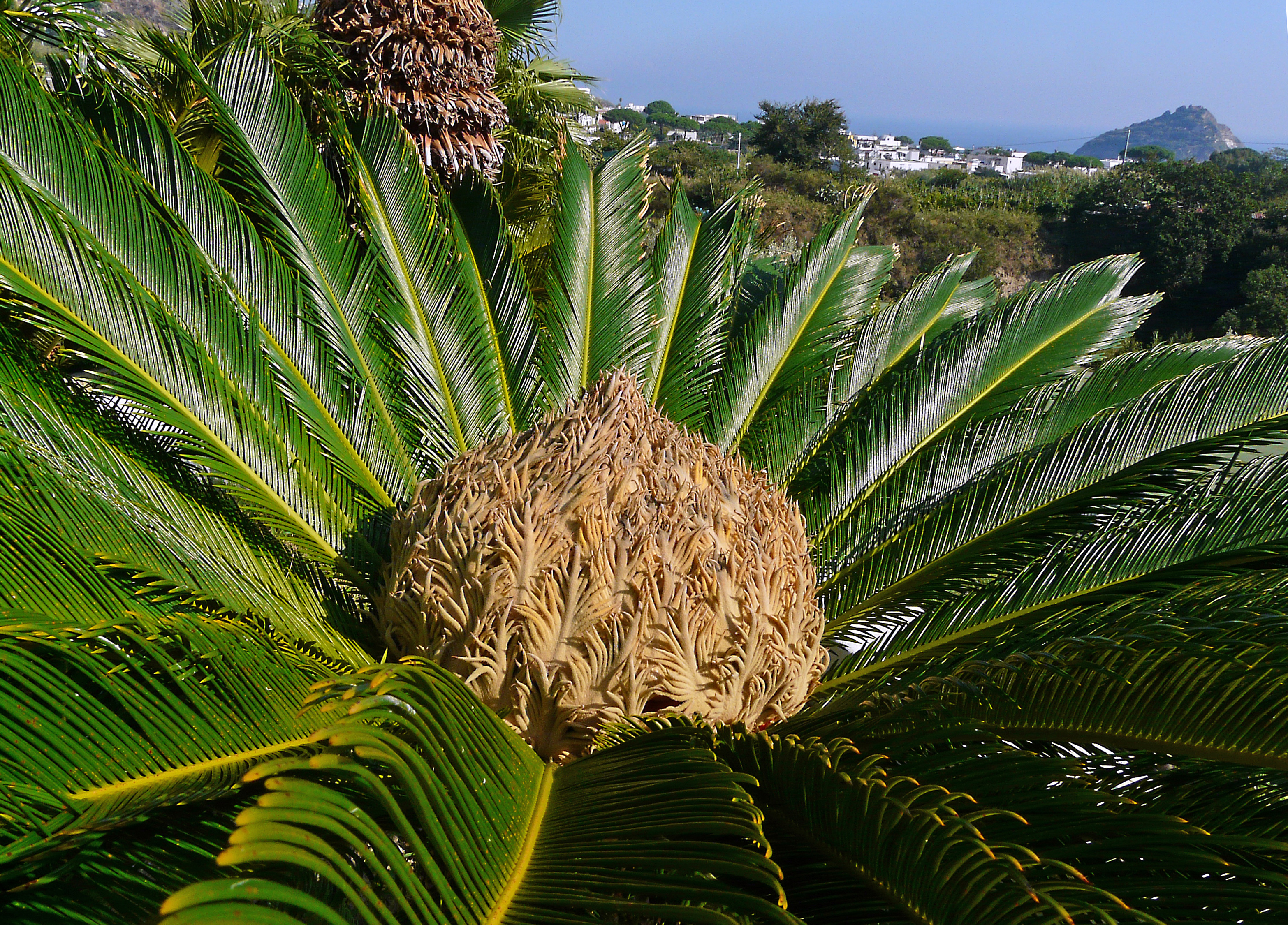 Palmfarn