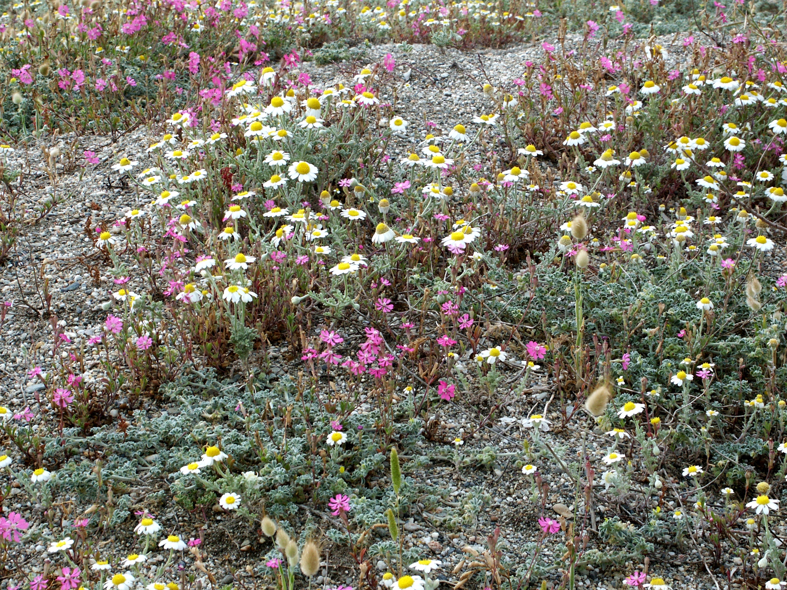 Filzige Hundskamille