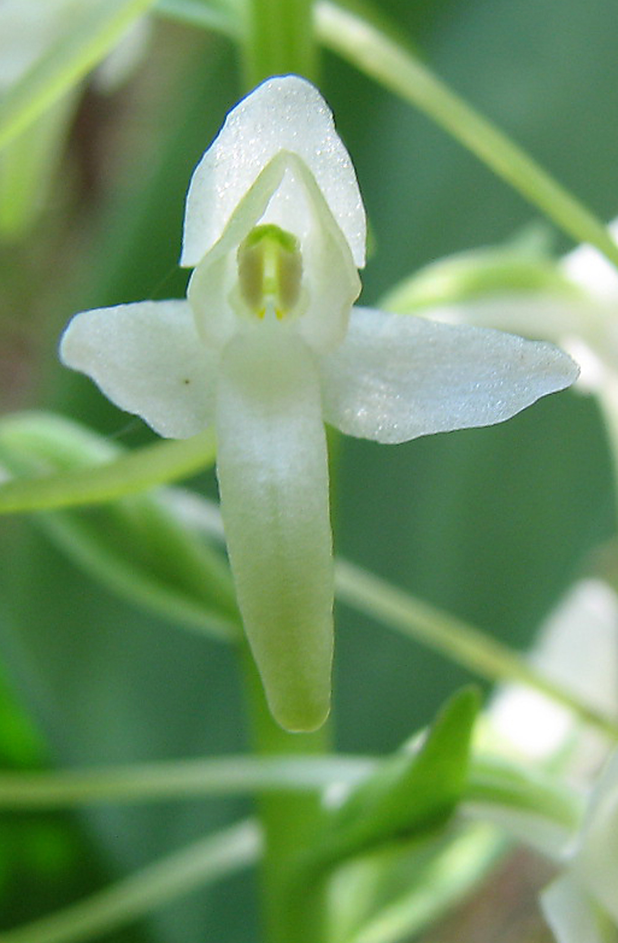 Weiße Waldhyazinthe