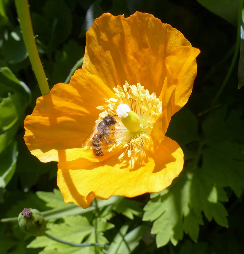 Waldscheinmohn