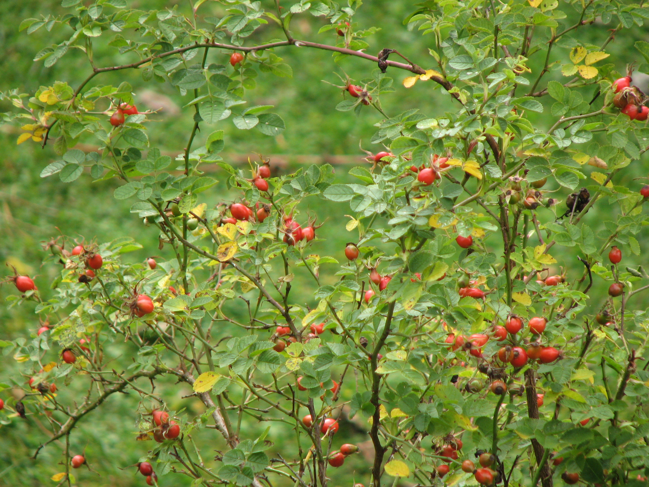 Weinrose-Wildrose