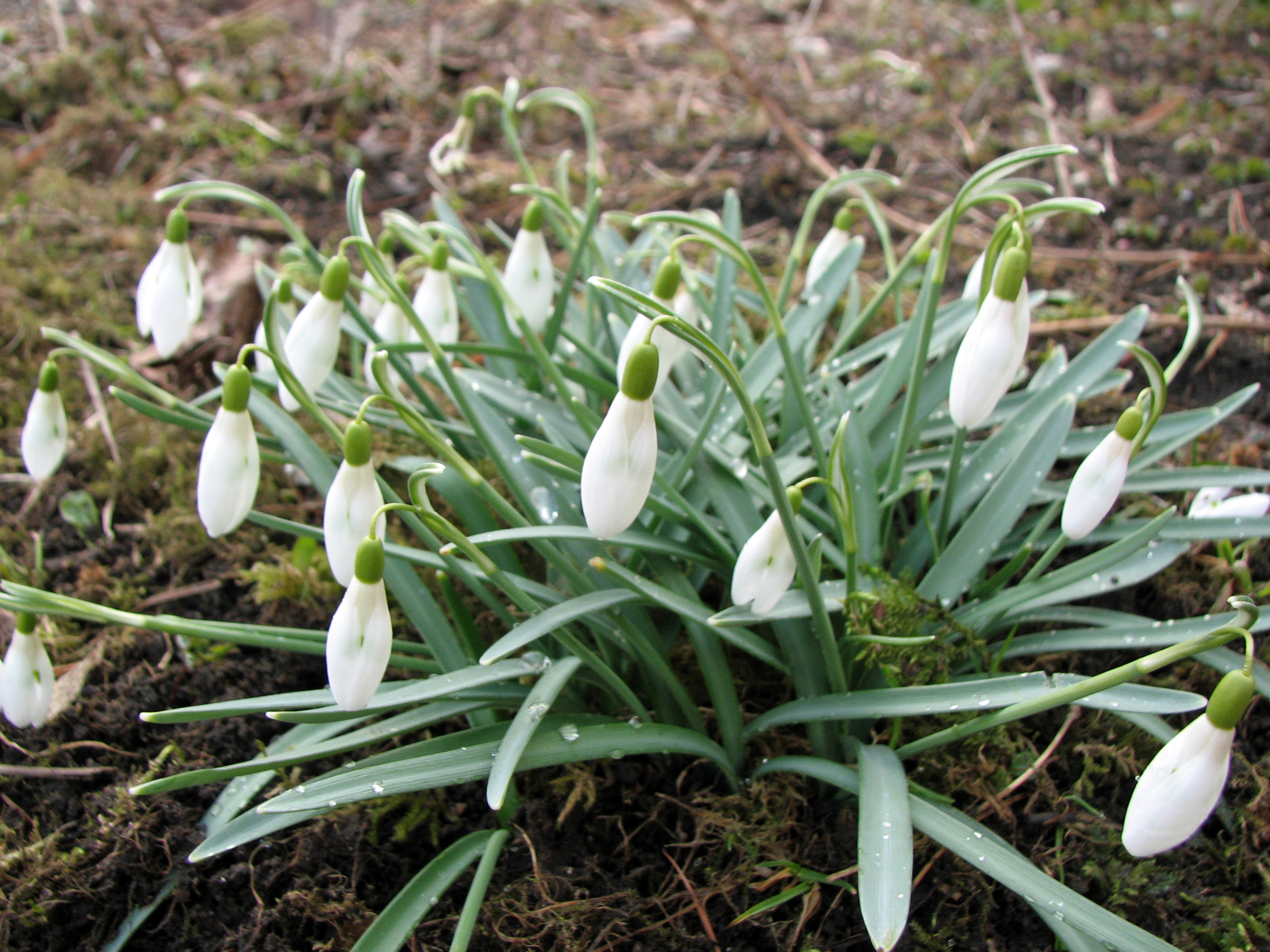 Kleines Schneeglöckchen