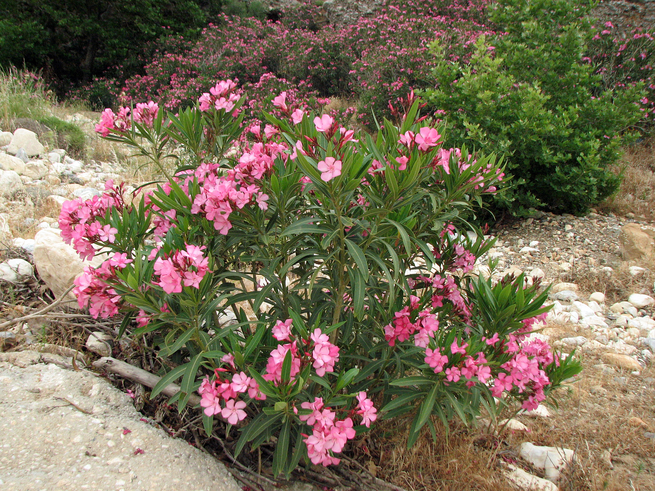 Oleander