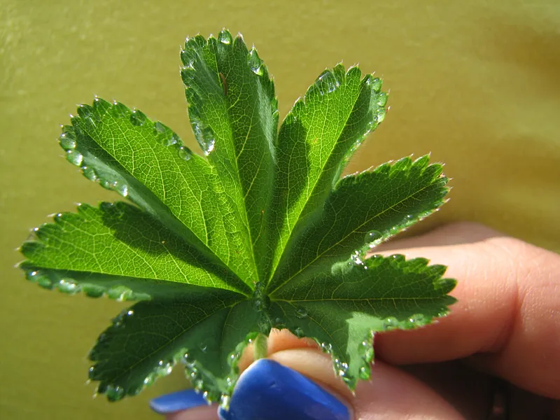 Zur Entwicklung der europäischen Pflanzenheilkunde