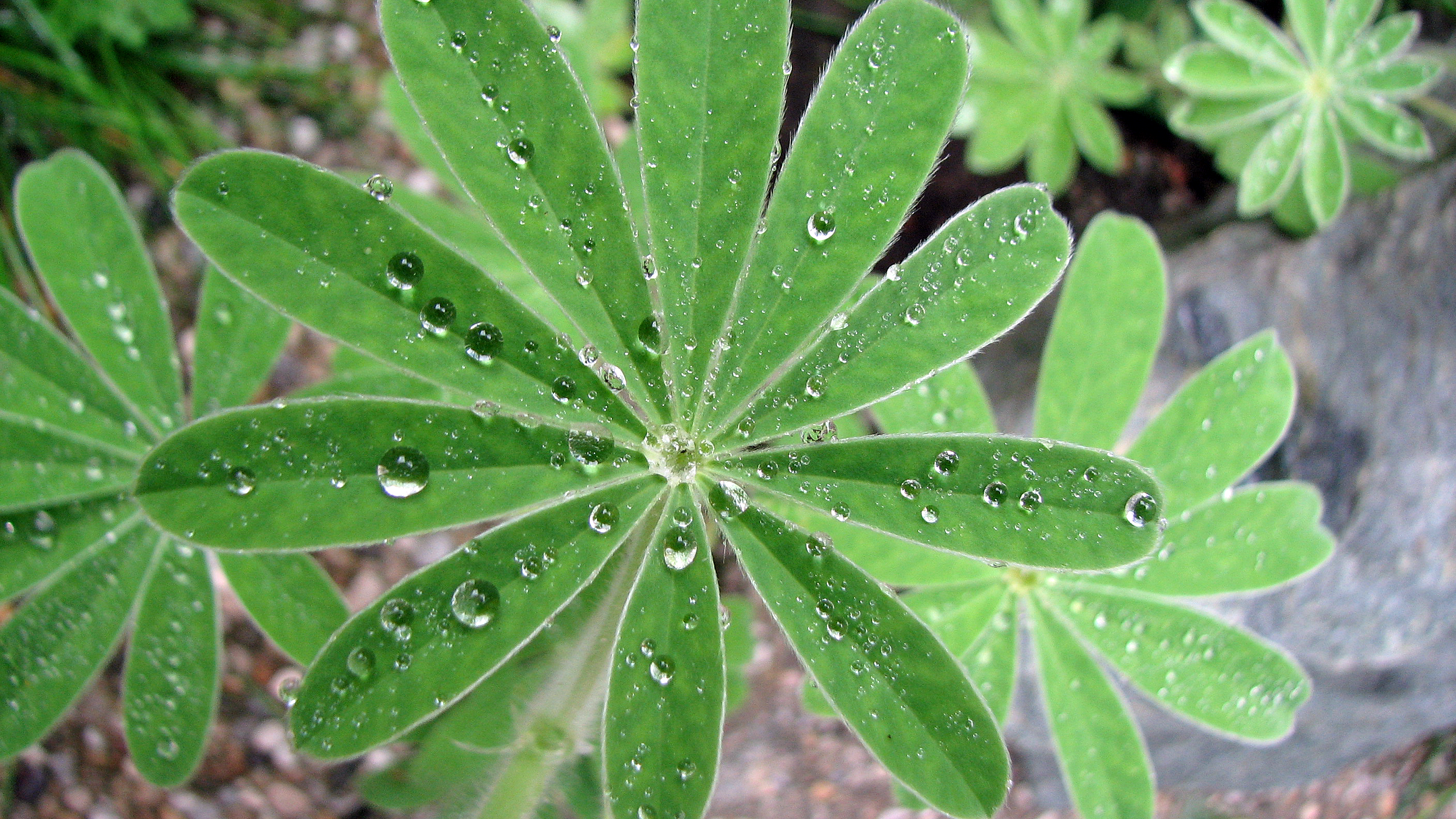 Süßlupinen