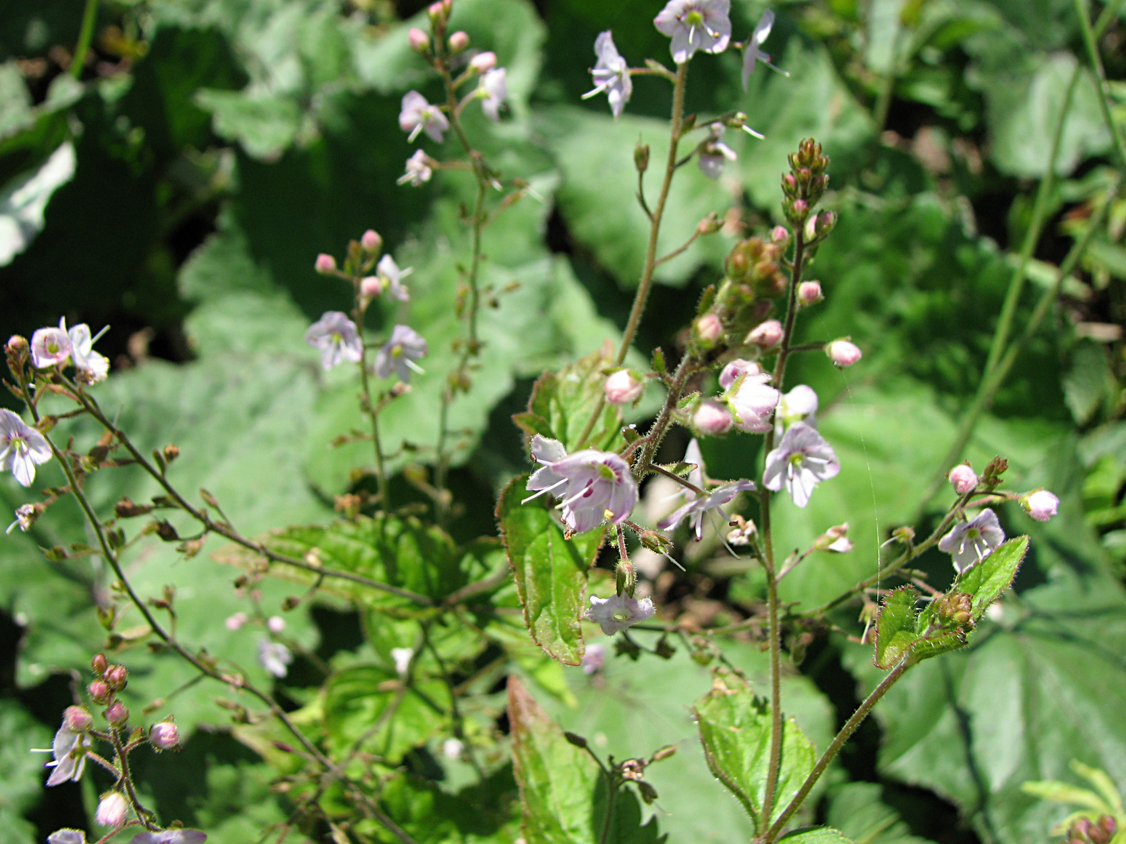 Nesselblättriger Ehrenpreis