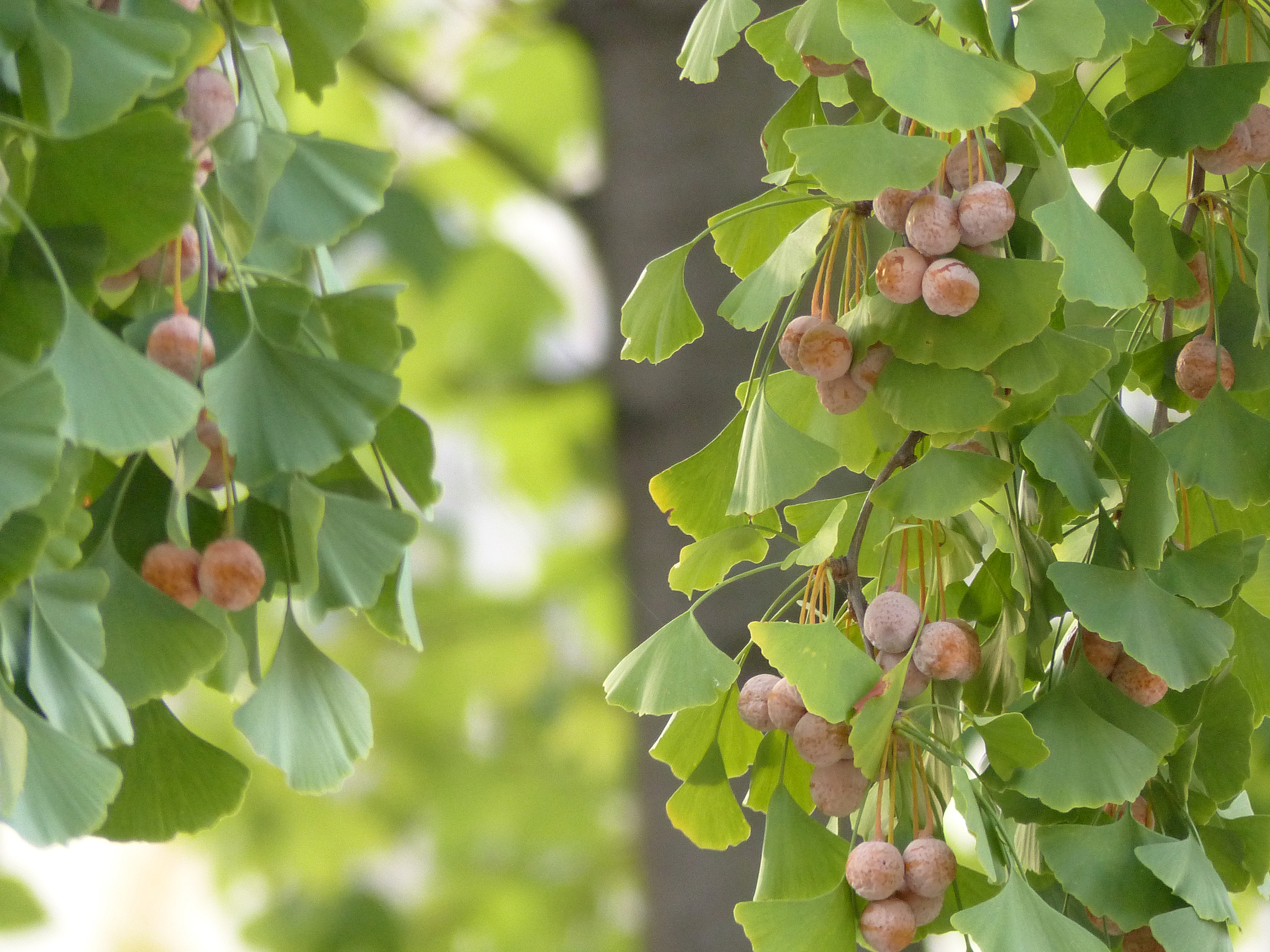 Ginkgo