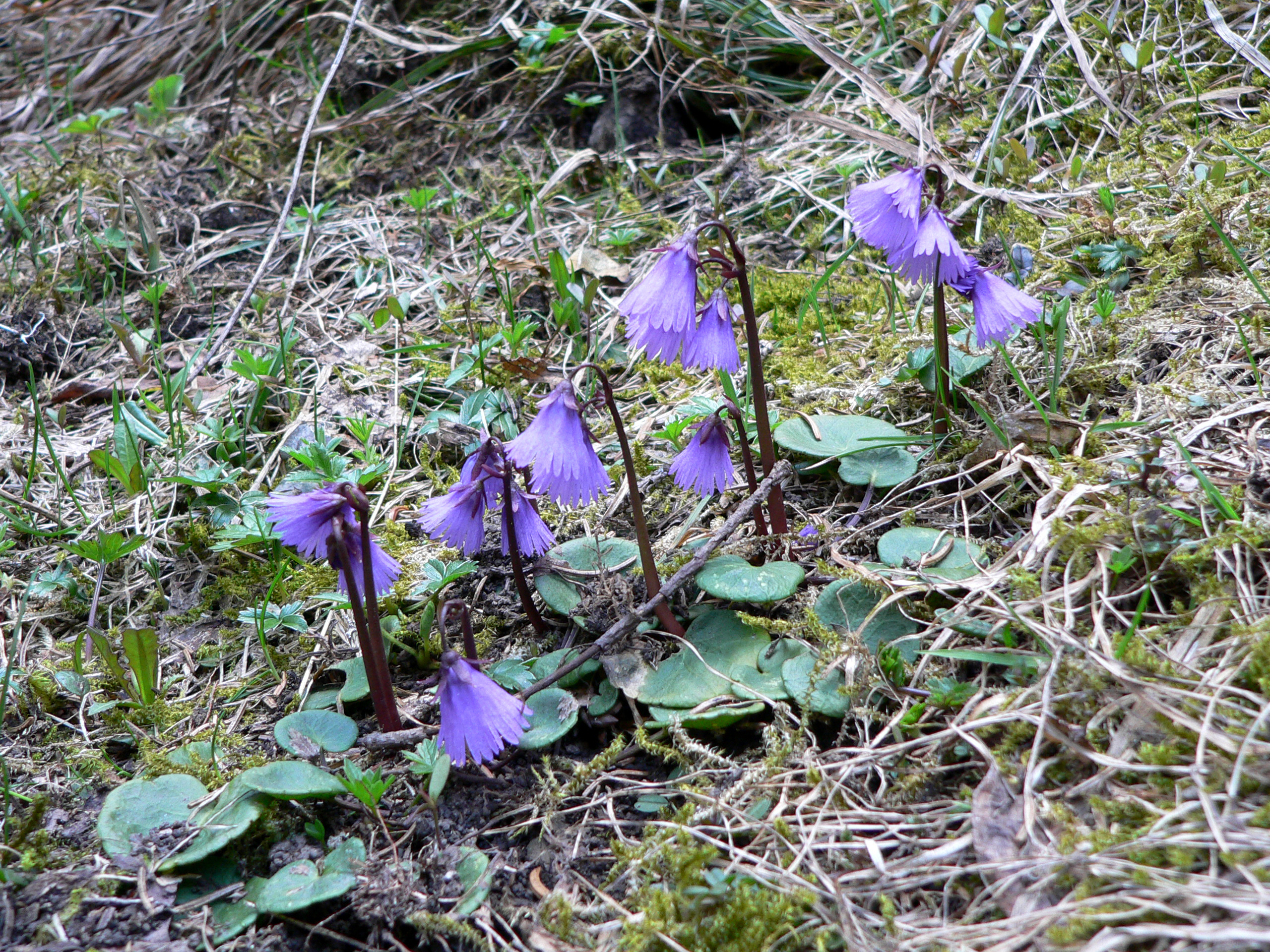 Alpensoldanelle