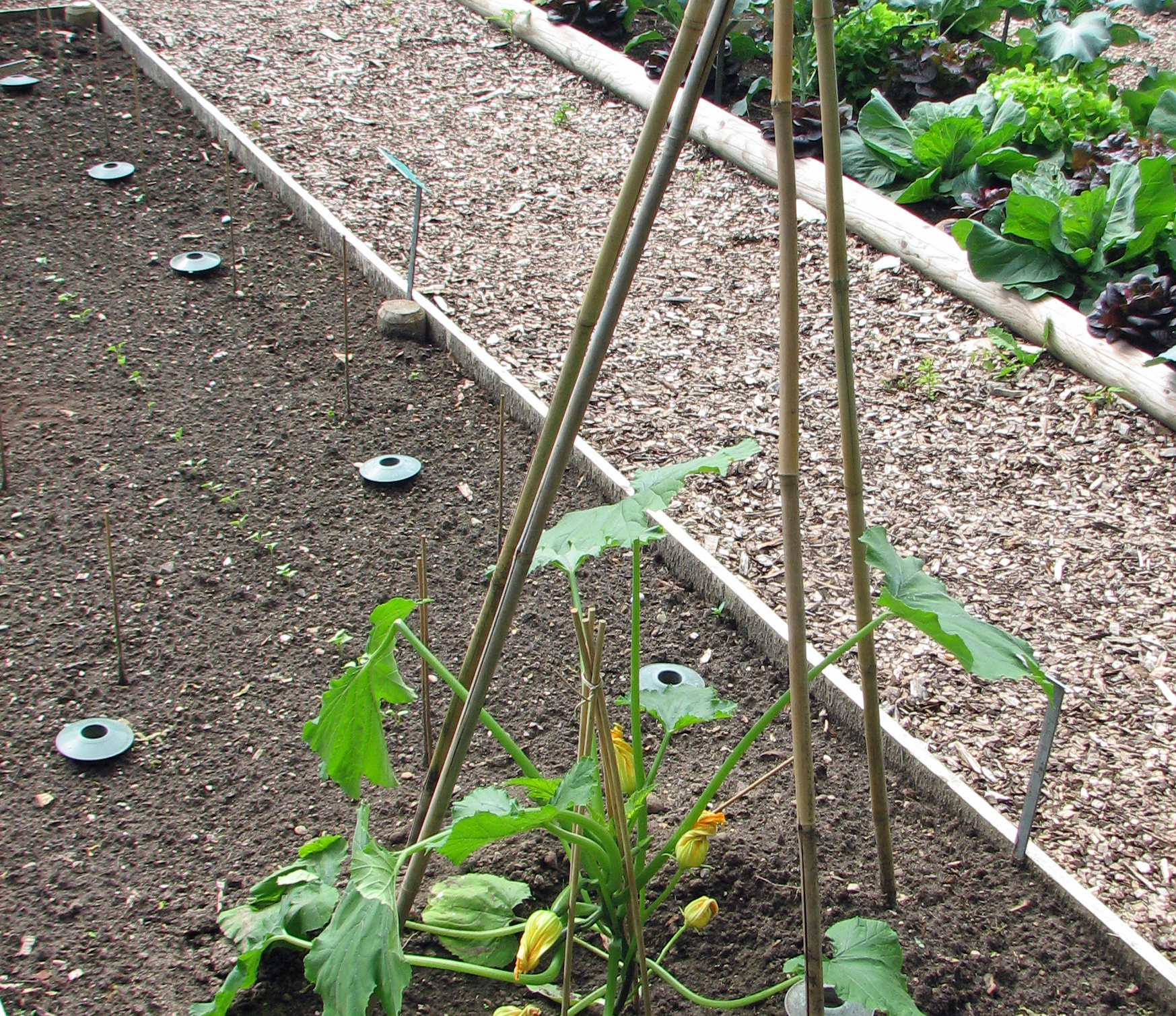 <p>Im Bild sehen Sie u. a. <em>Spalt-Schneckenfallen</em>. Nur Nacktschnecken erreichen das vor Regen geschützte Schneckenkorn.</p>