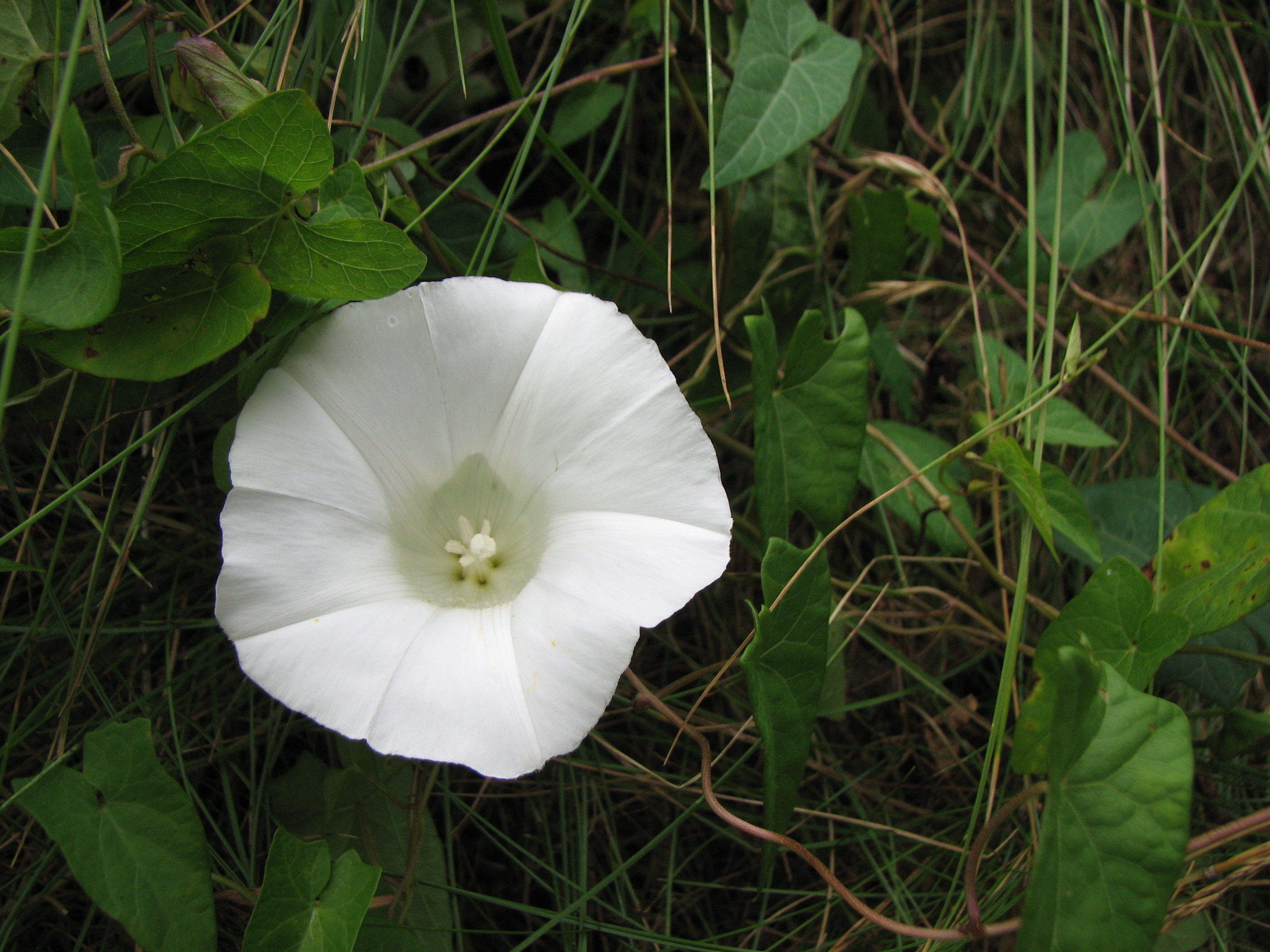 Zaunwinde