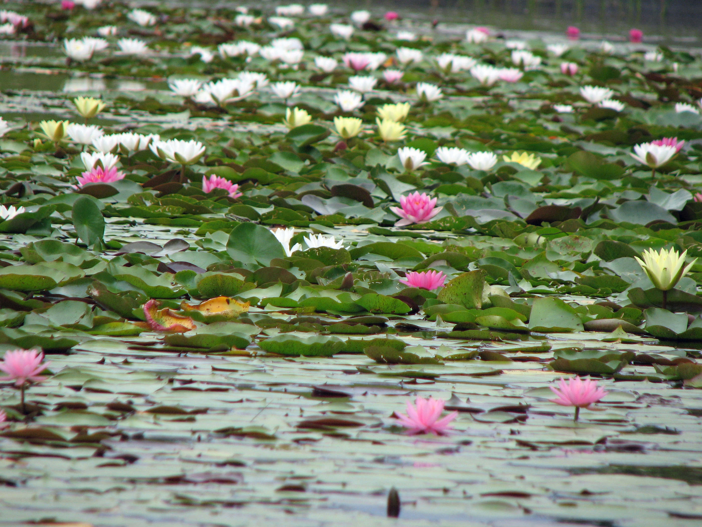 Seerose