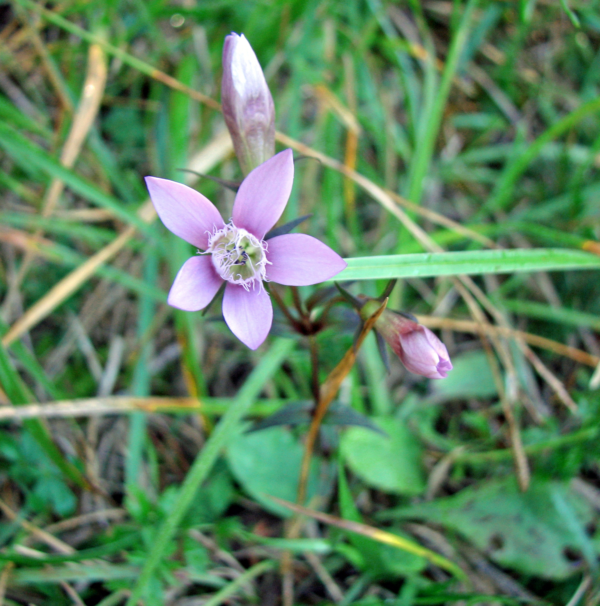 Bitterer Fransenenzian