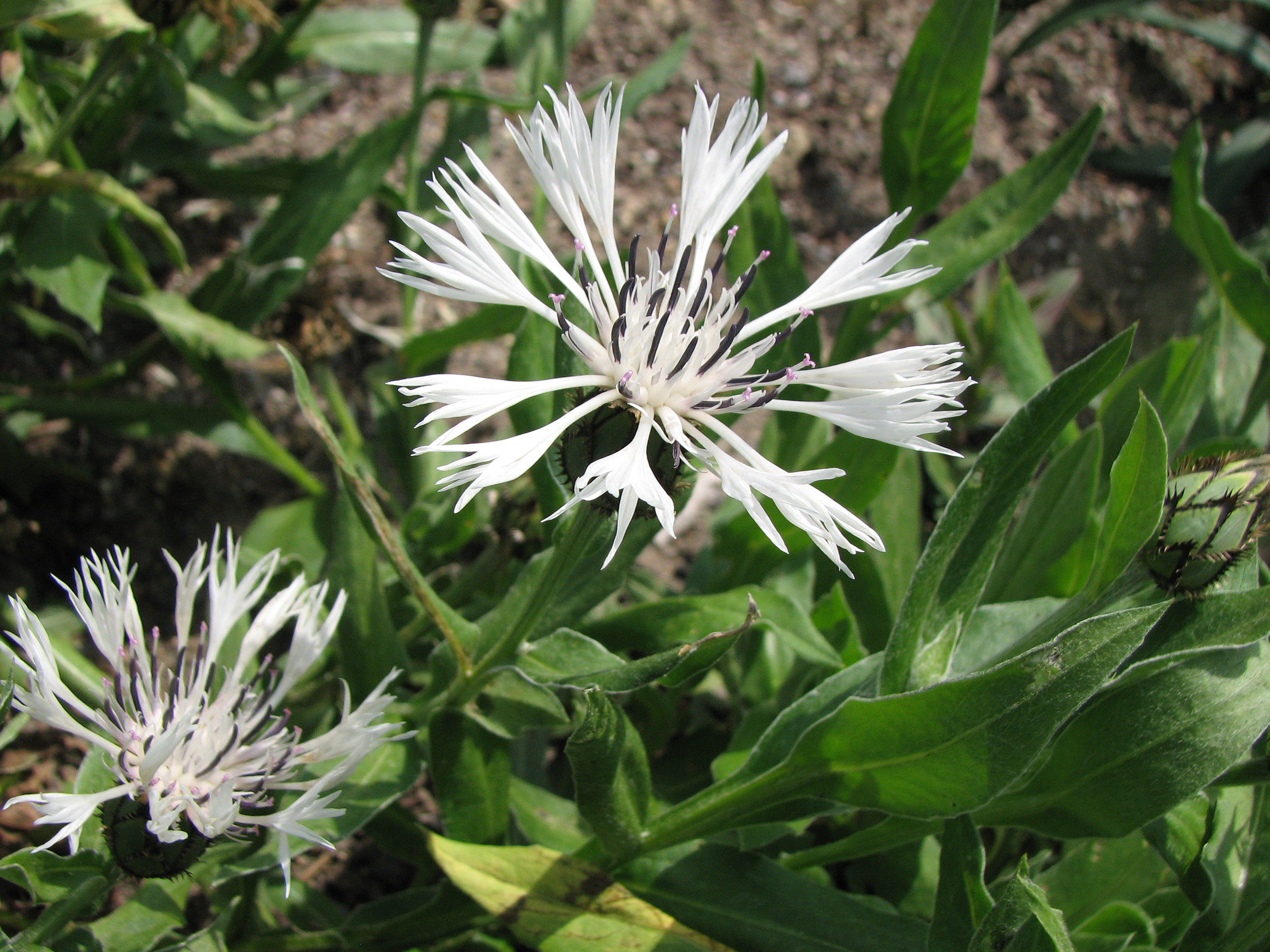 Bergflockenblume