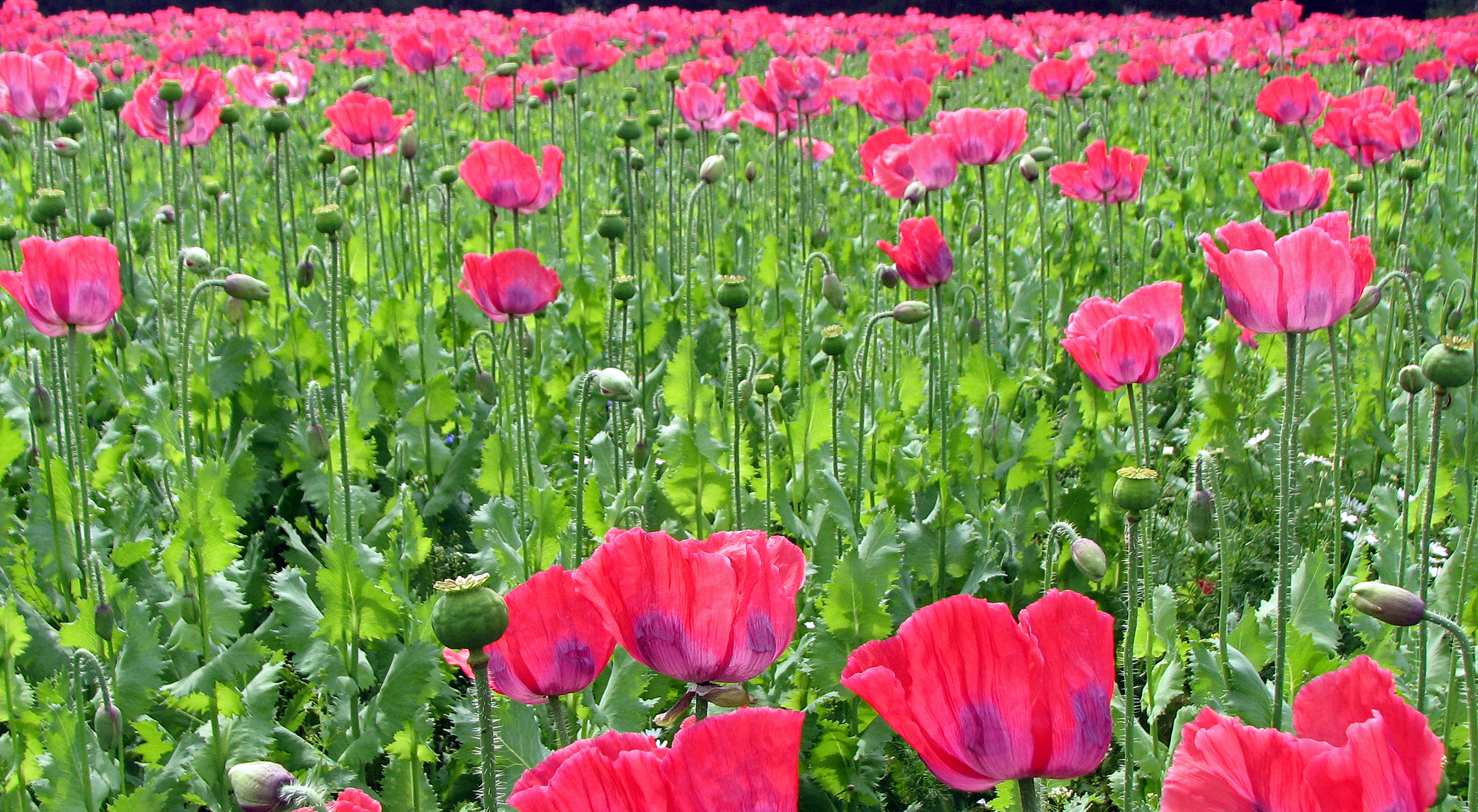 Schlafmohn