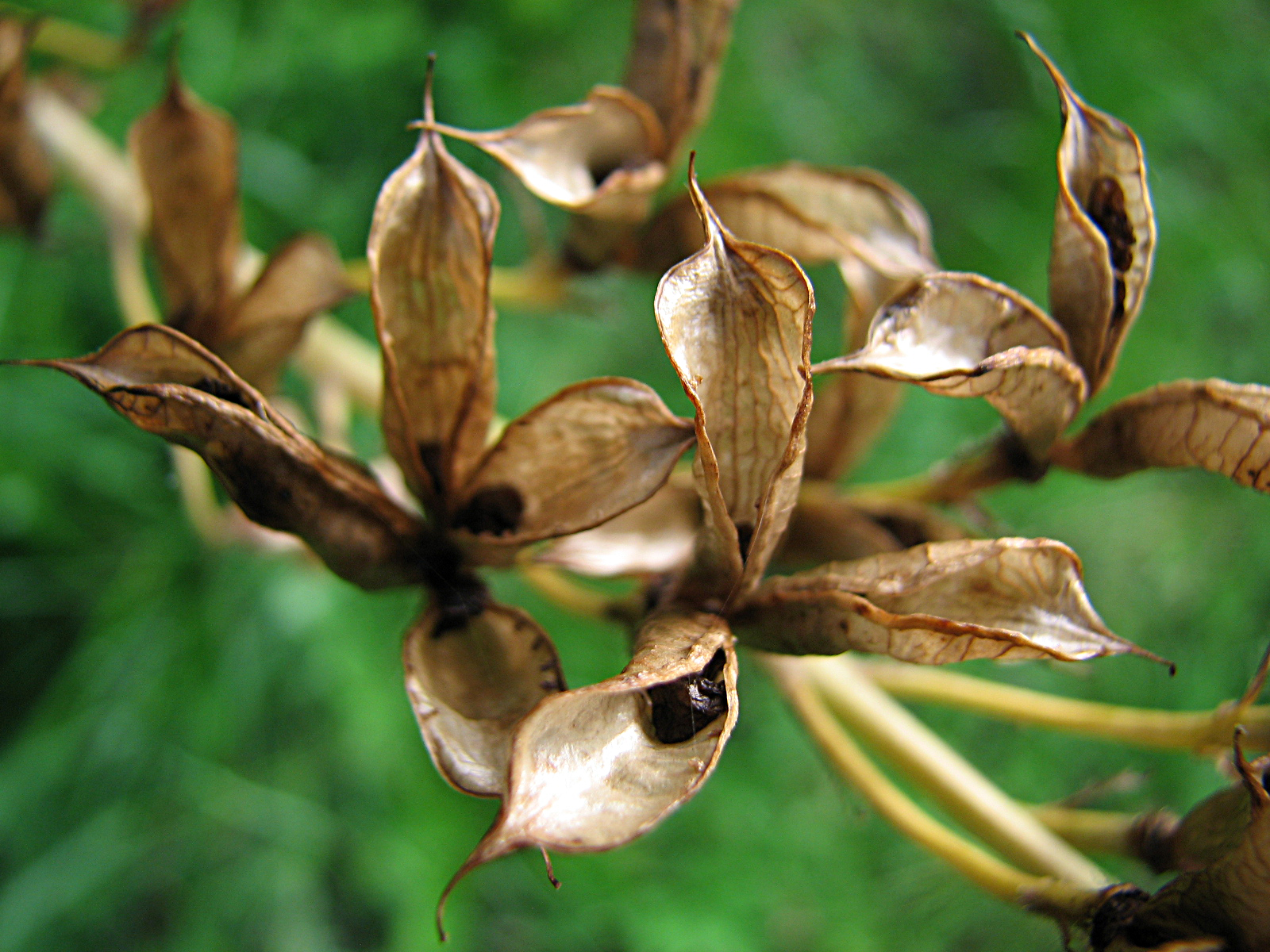 Gartenrittersporn