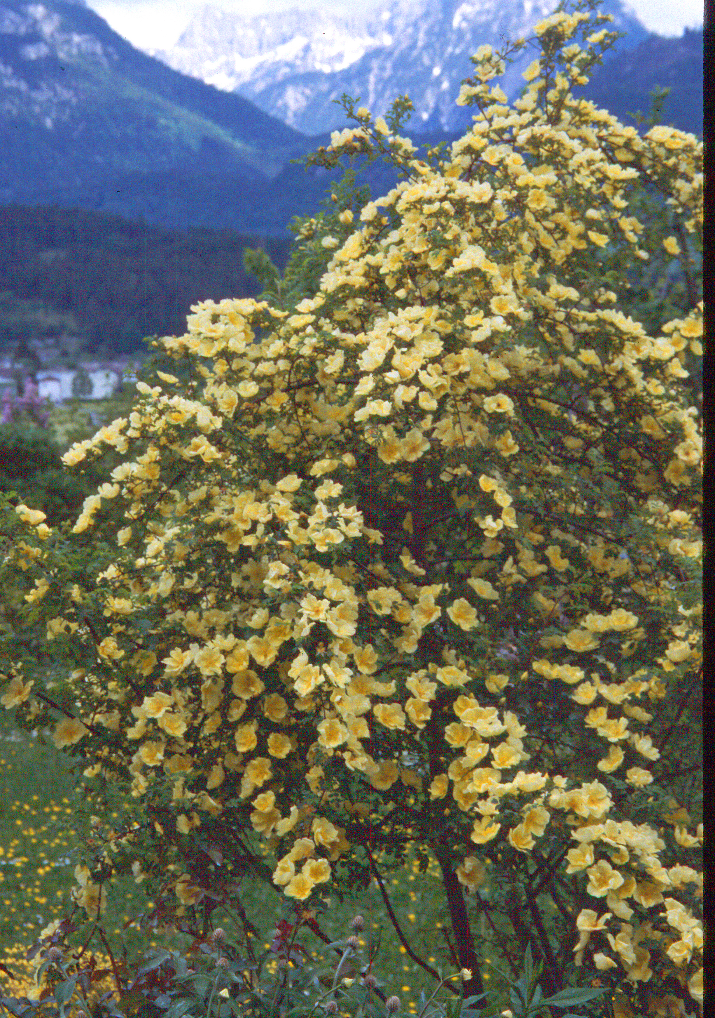 Chinesische Goldrose-Wildrose