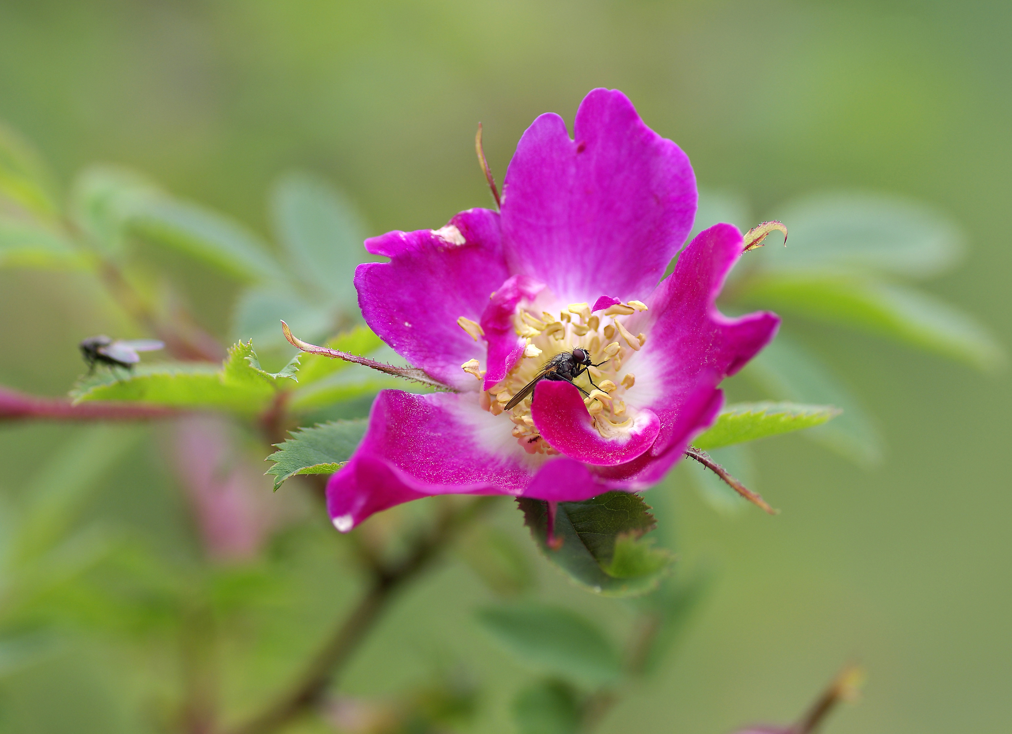 Alpenheckenrose-Wildrose