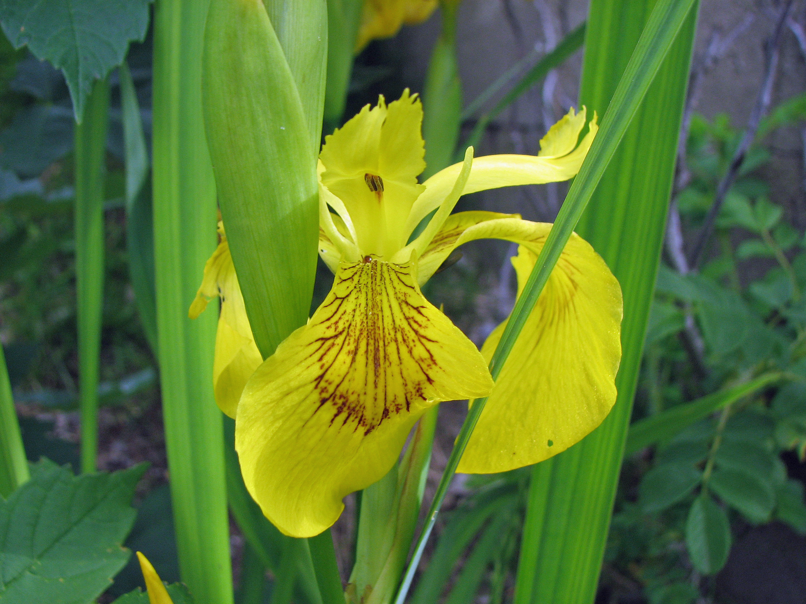 Sumpfschwertlilie