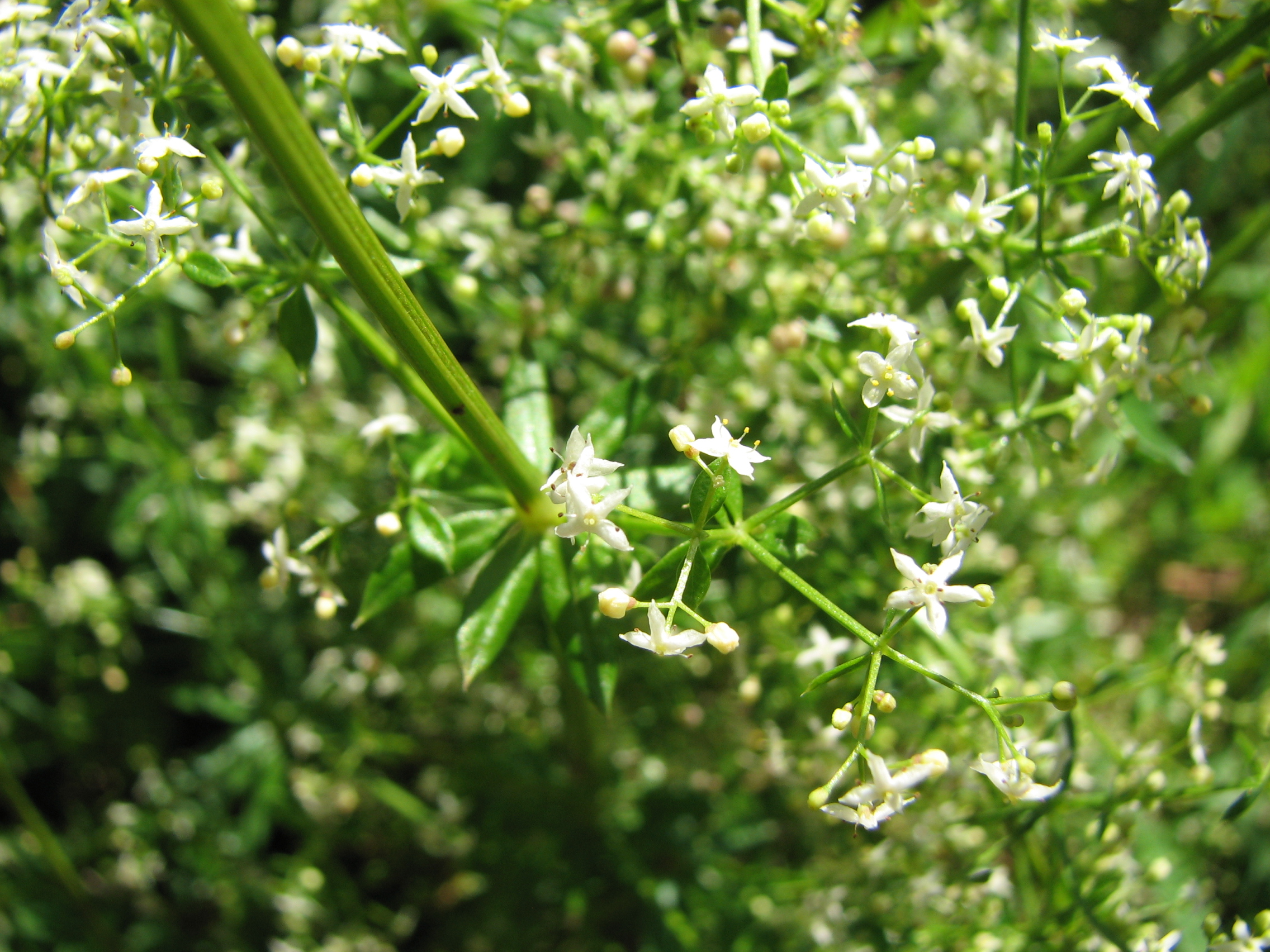 Wiesenlabkraut