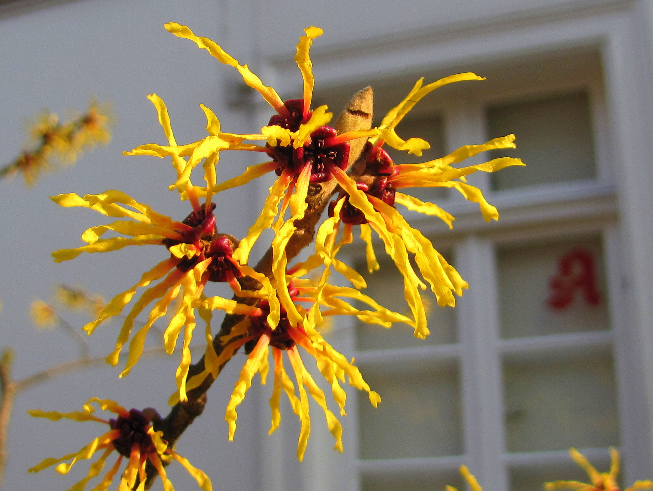 Hamamelis