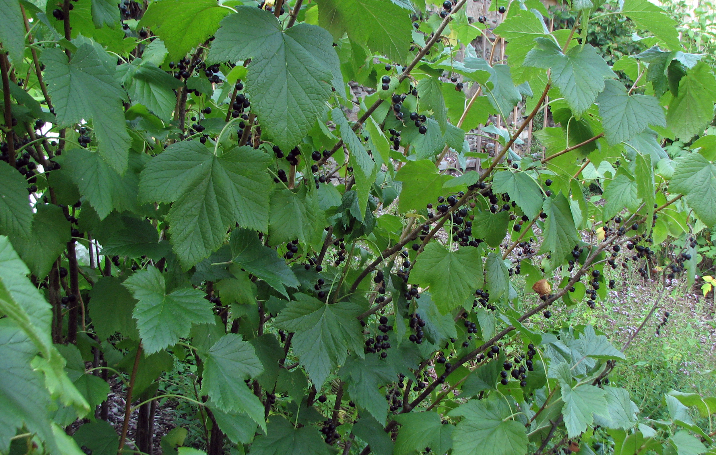 Johannisbeeren