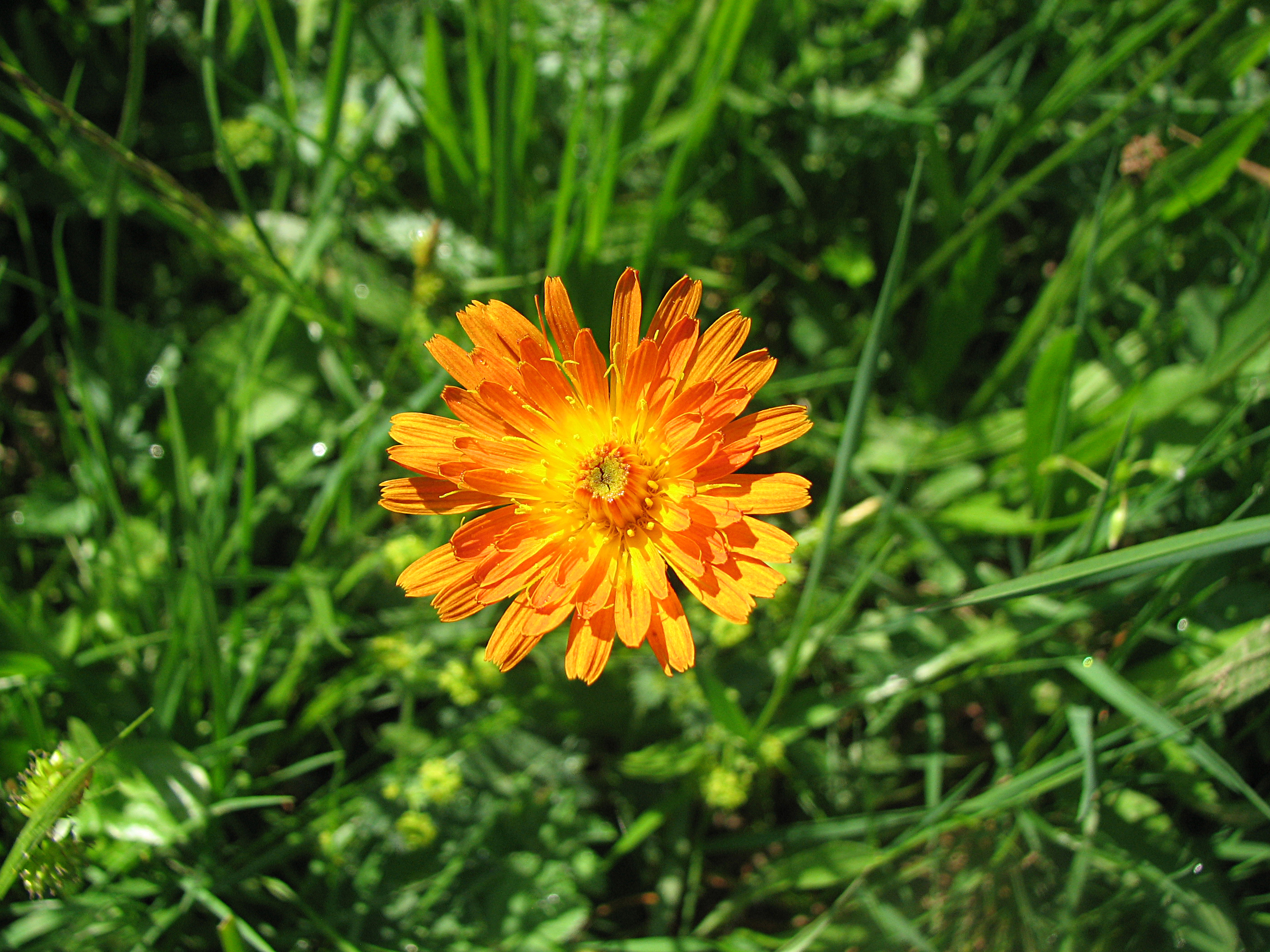 Orangerotes Habichtskraut