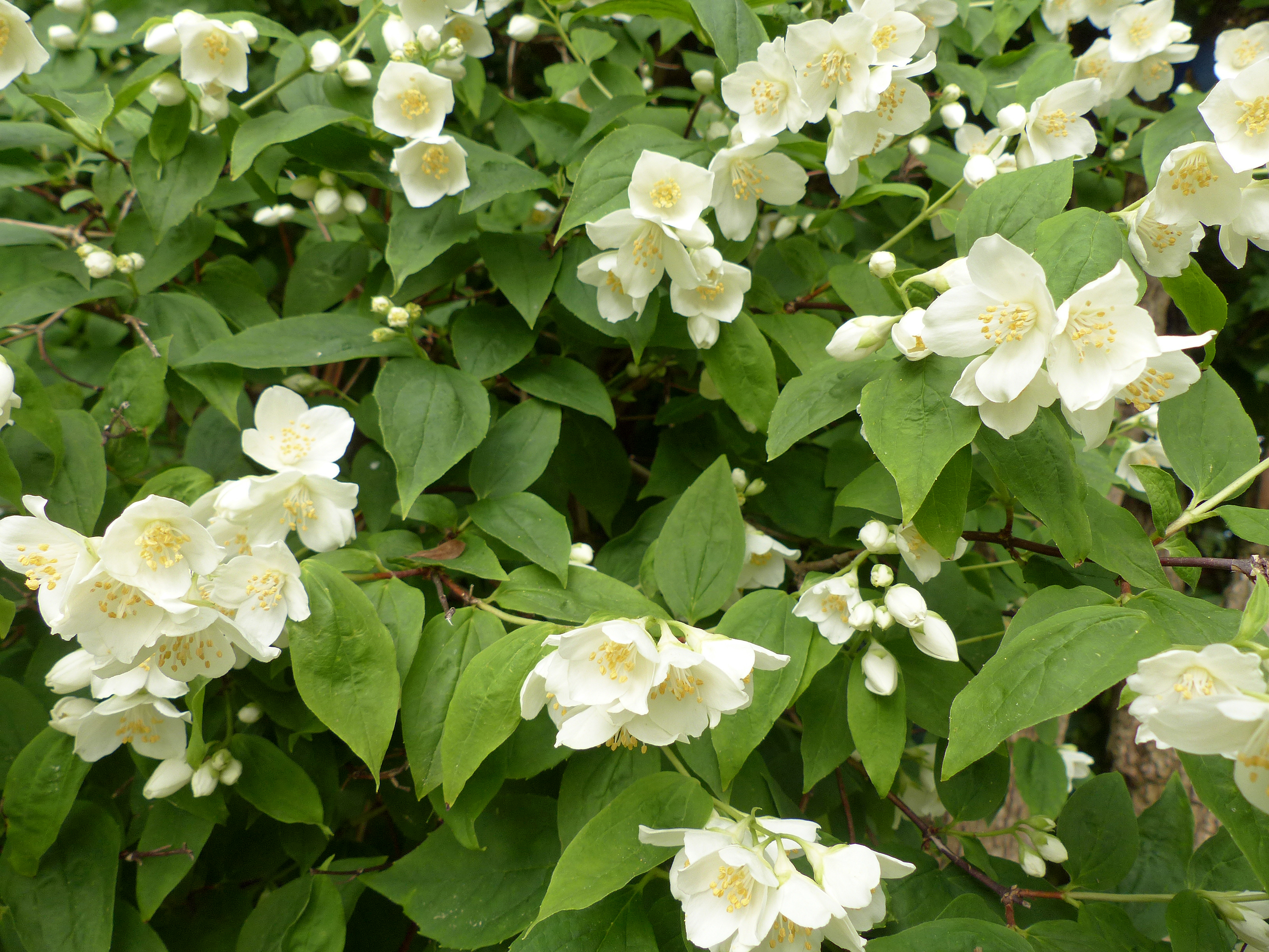 Bauernjasmin