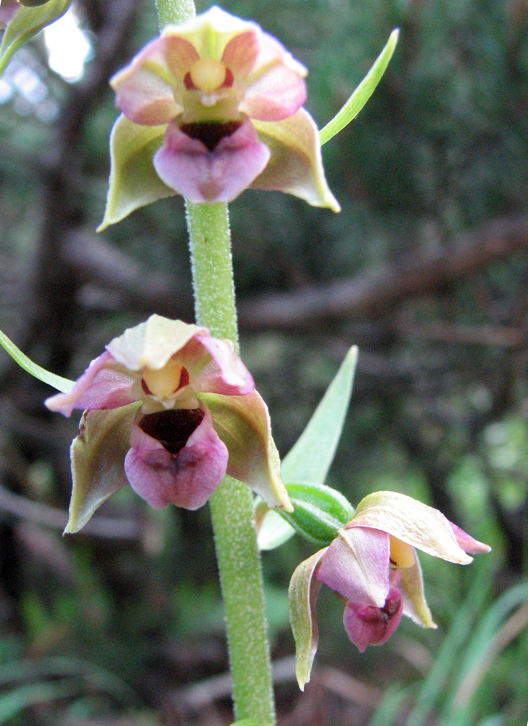Breitblättrige Stendelwurz