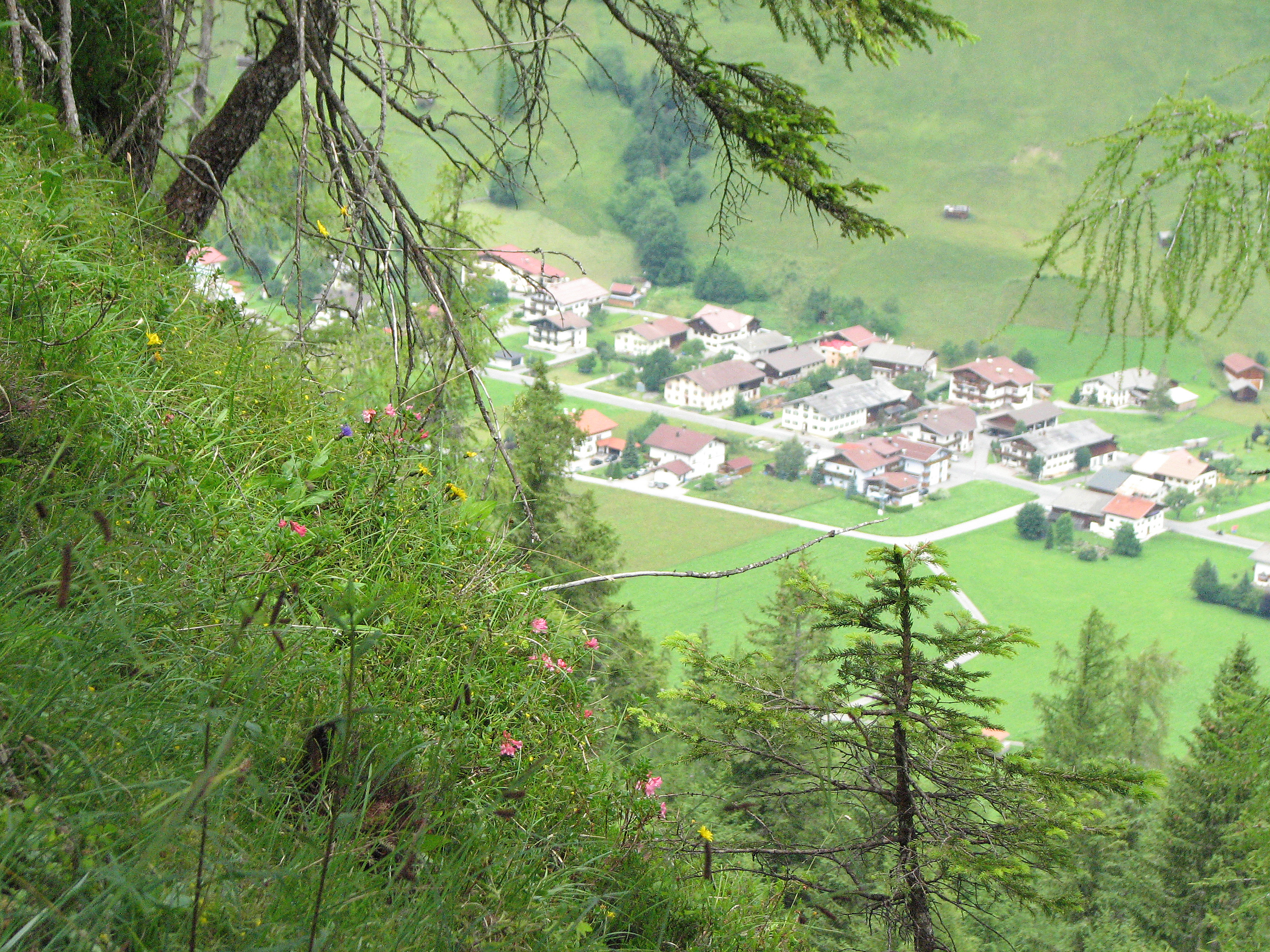 Bewimperte Alpenrose