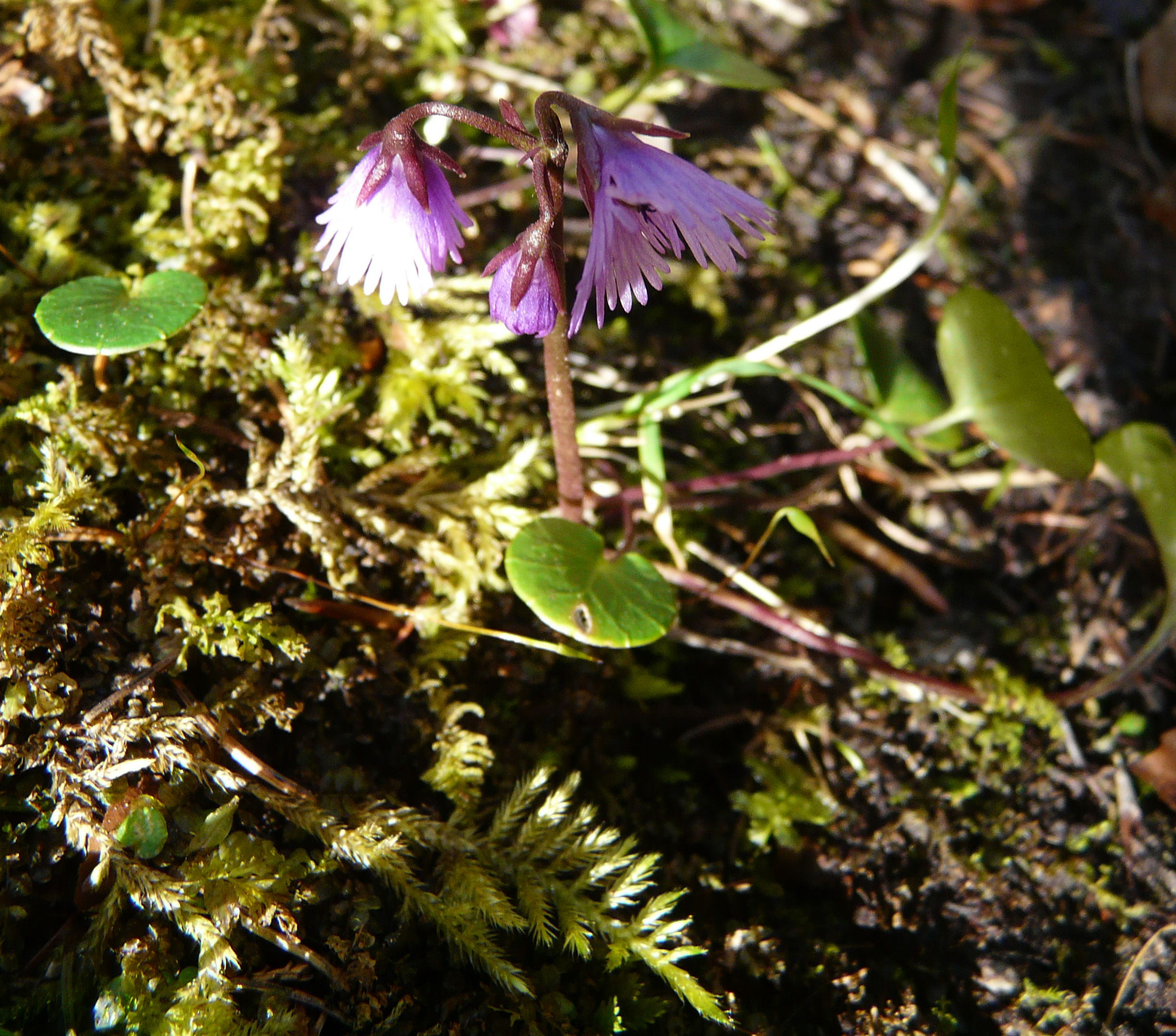 Alpensoldanelle